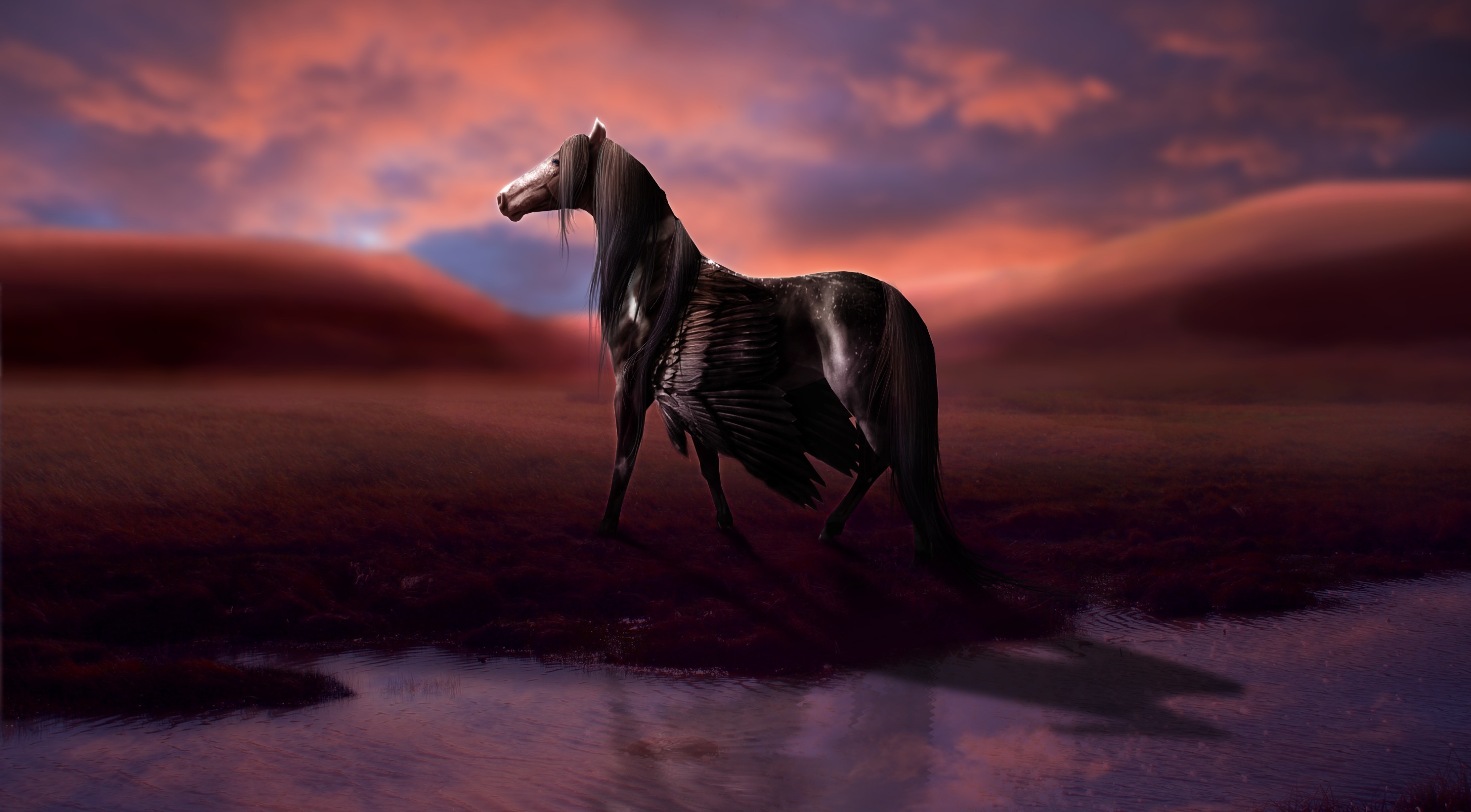 Magical animals Pegasus Black Fantasy horse wallpaperx1644