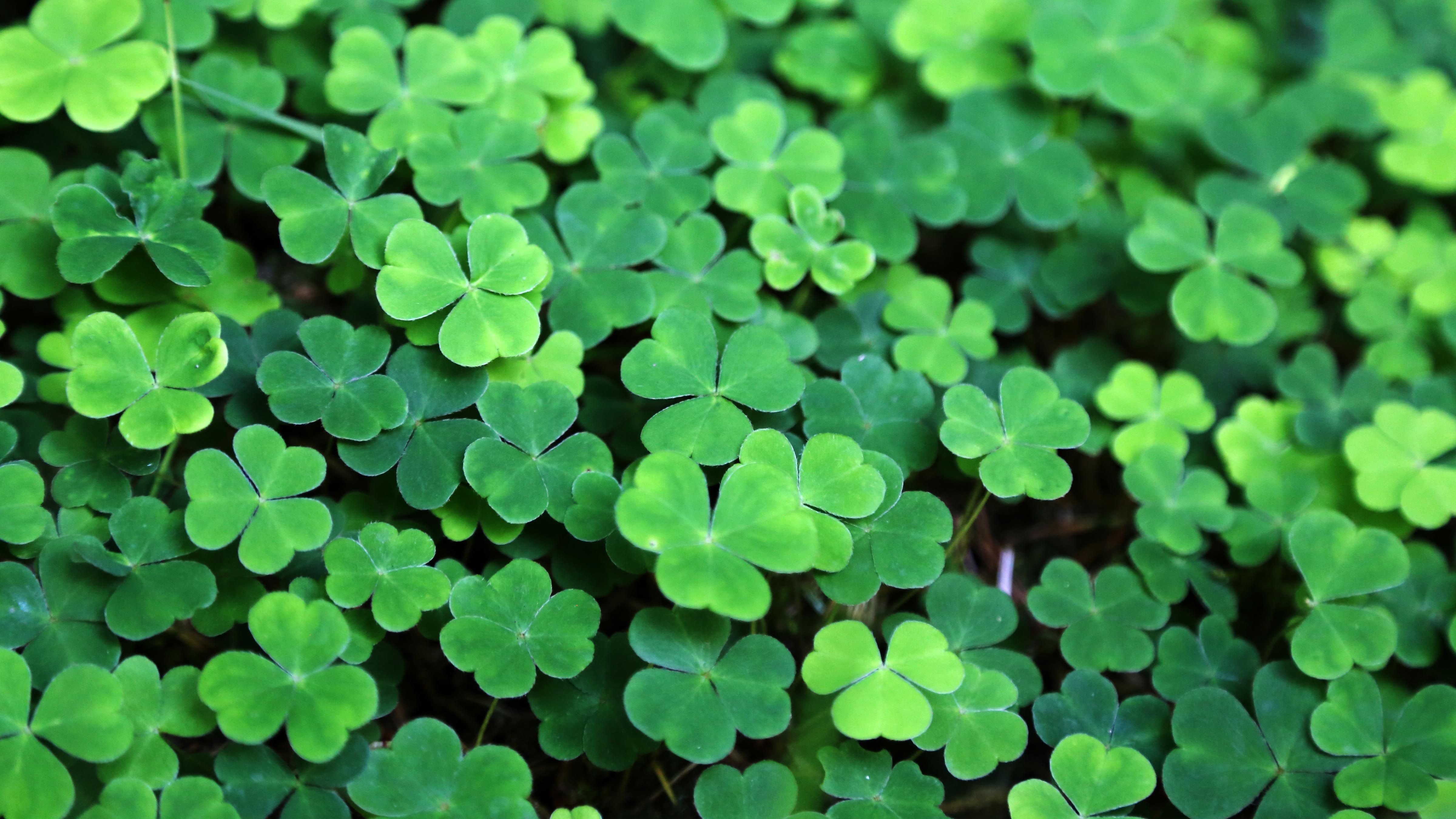 green on saint patricks day