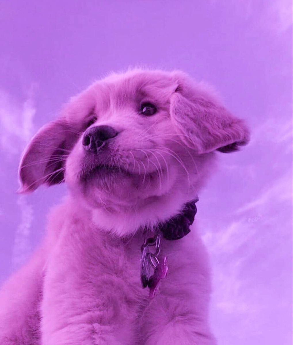 Purple aesthetic. Cute puppy wallpaper, Cute animal photo, Cute little animals