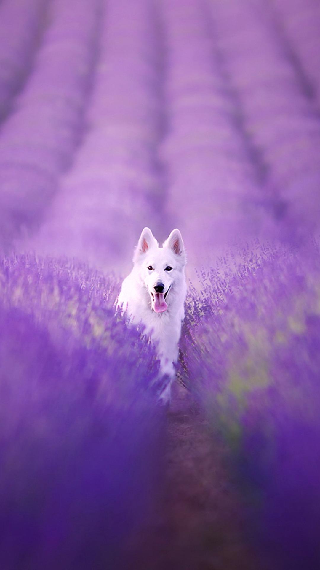 Purple Dog Wallpaper Free Purple Dog Background