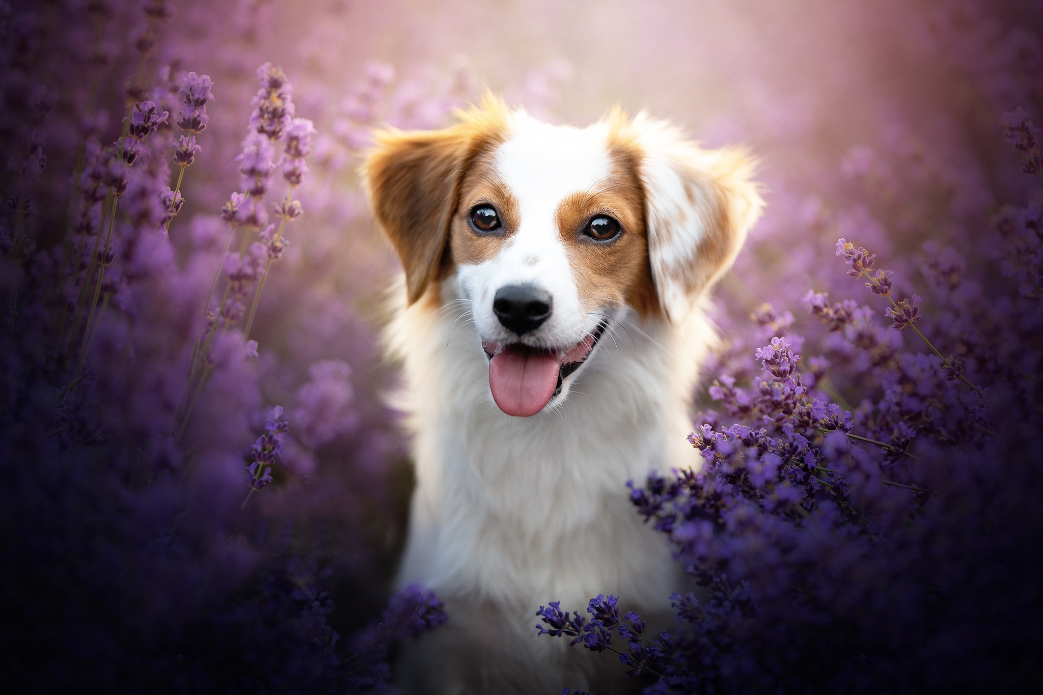 Dog HD Wallpaper, Purple Flower, Lavender, Flower, Pet HD Wallpaper