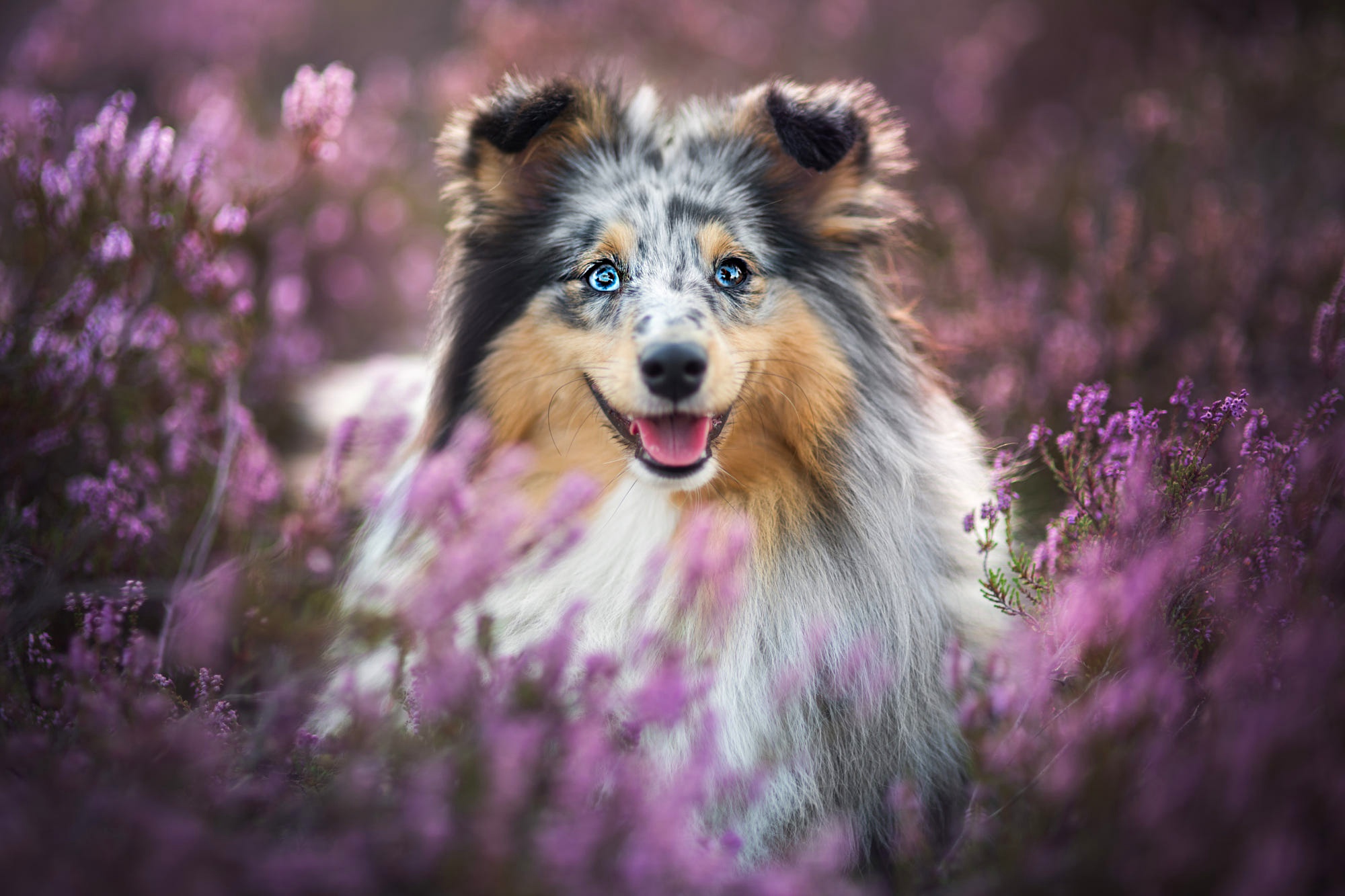 Dog Pet Purple Flower Wallpaper:2000x1333