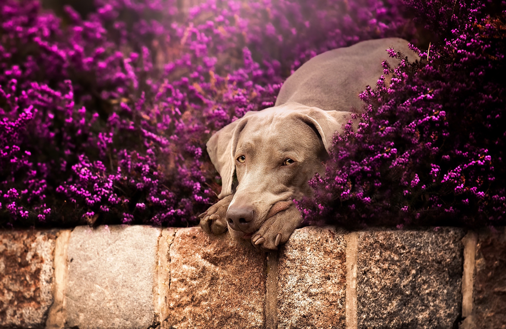 Weimaraner HD Wallpaper, Pet, Purple Flower, Dog HD Wallpaper