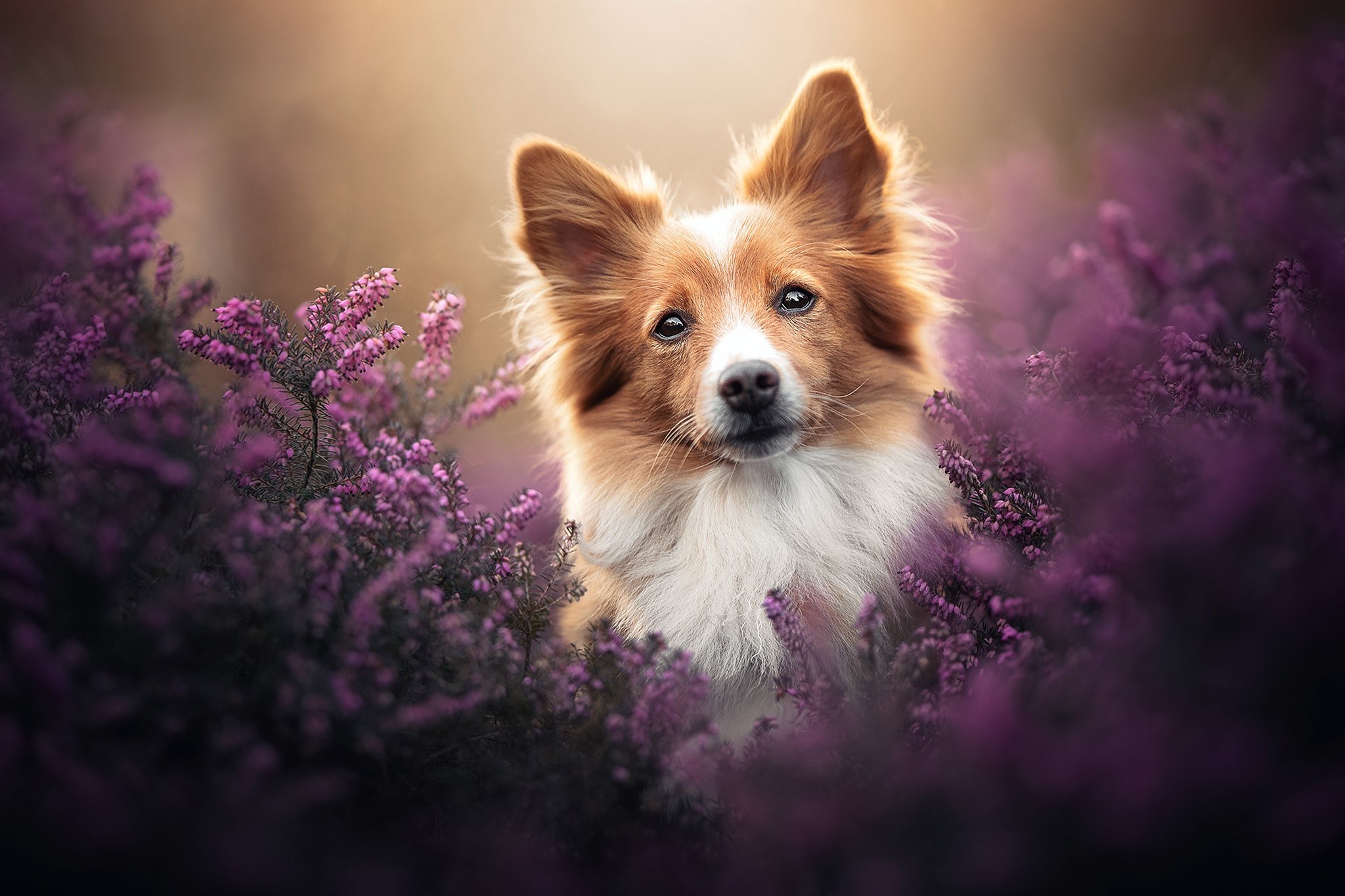 flowers, nature, plants, outdoors, mammals, dog, animals, purple flower HD Wallpaper