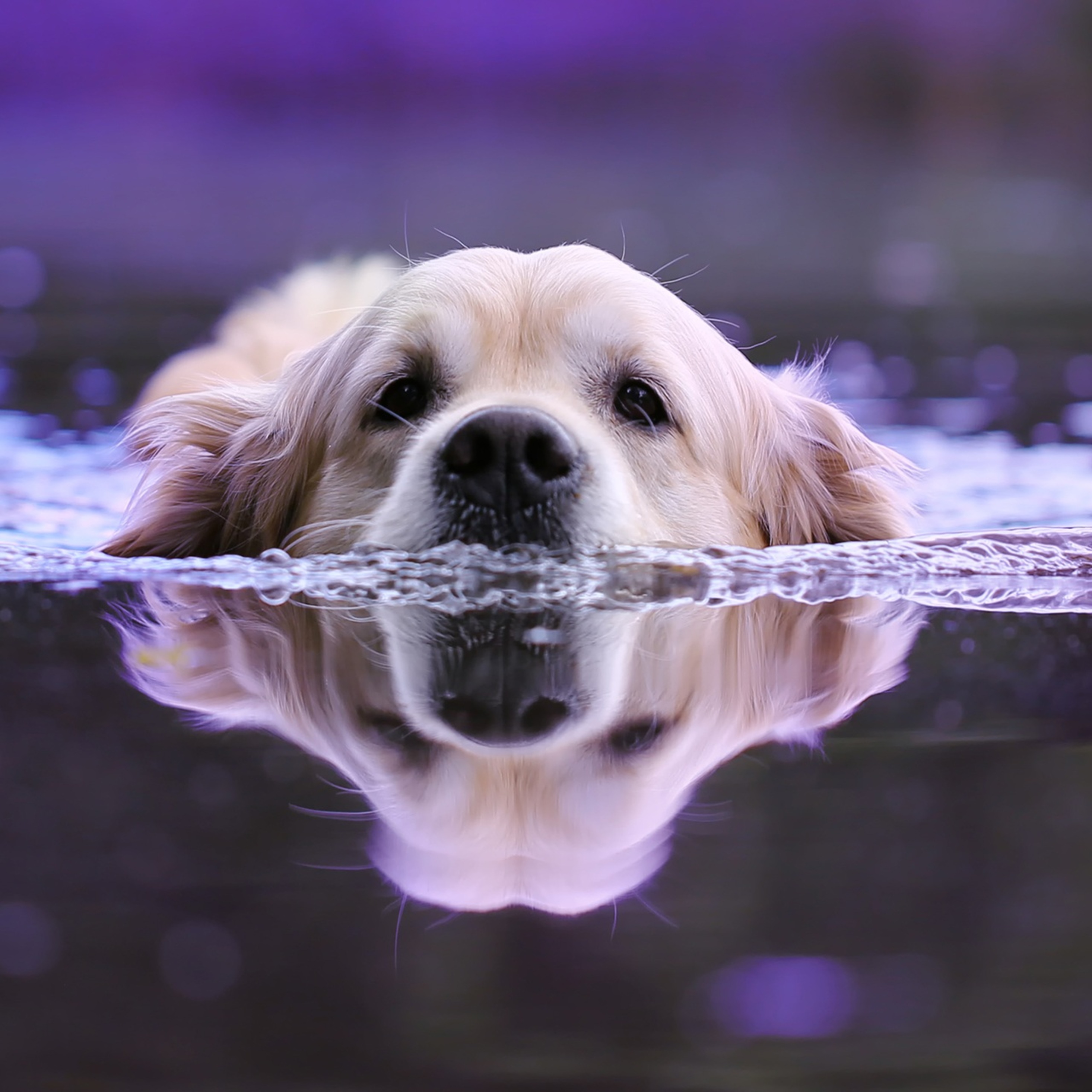 Dog Swimming iPad Pro Retina Display HD 4k Wallpaper, Image, Background, Photo and Picture