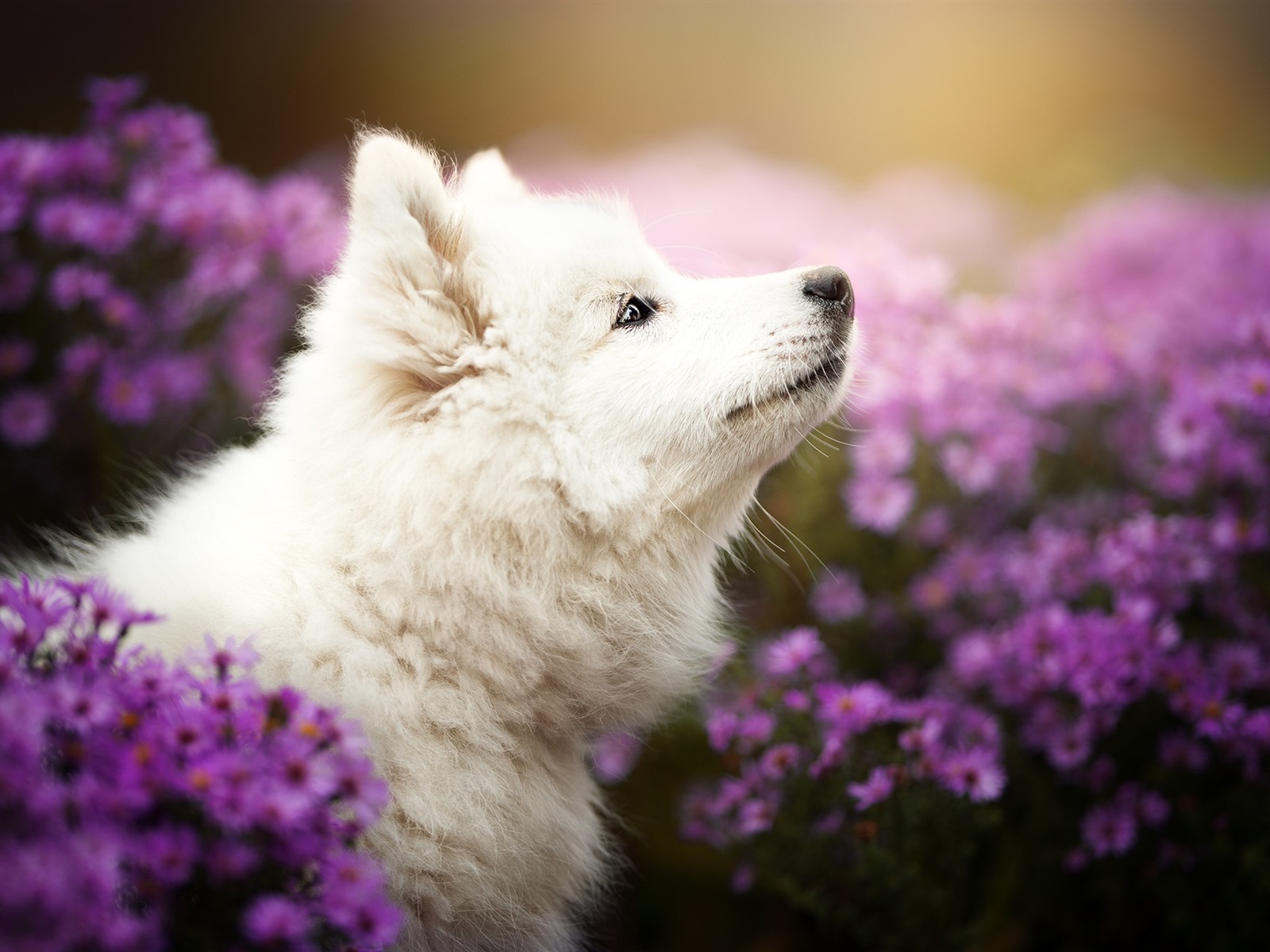 Wallpaper White dog take head up, purple chrysanthemum 1920x1200 HD Picture, Image