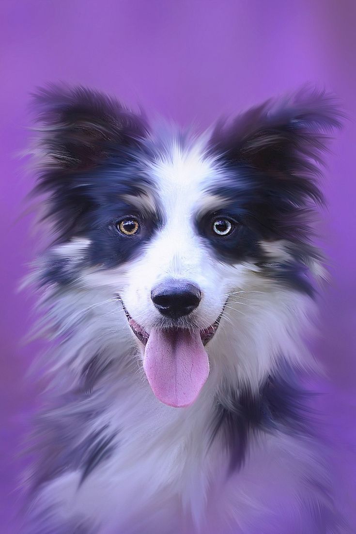A Cute Odd Eyed Dog #cute #dog #odd Eyed #cuteanimals #TheWorldIsGreat. Dog Wallpaper, Dog Muzzle, Animal Wallpaper