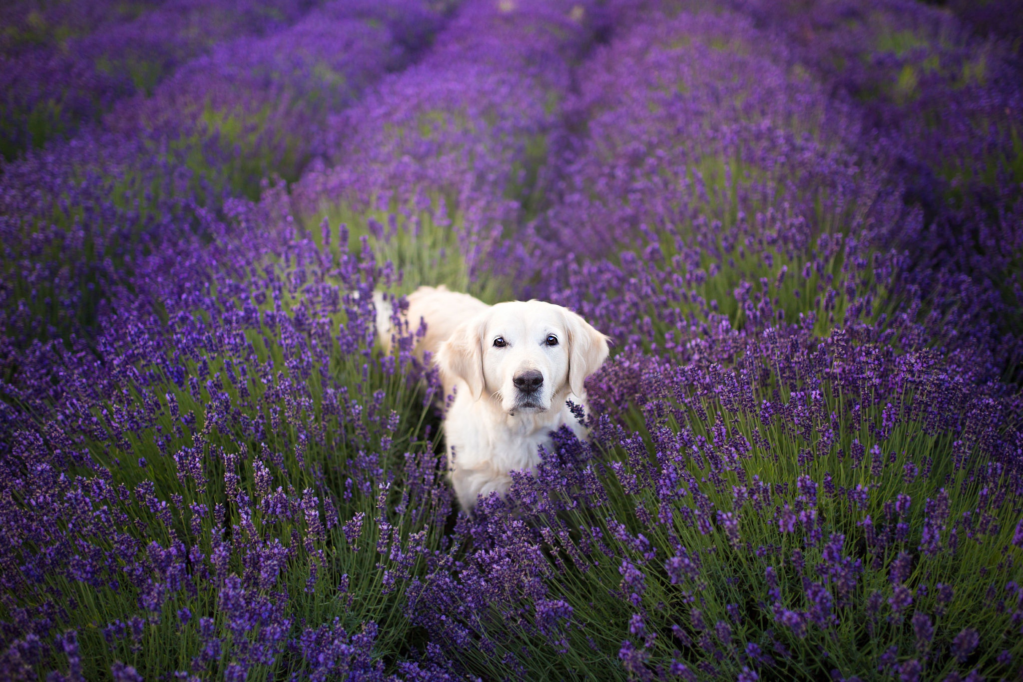 Dog Flower Golden Retriever Lavender Pet Wallpaper:2048x1365