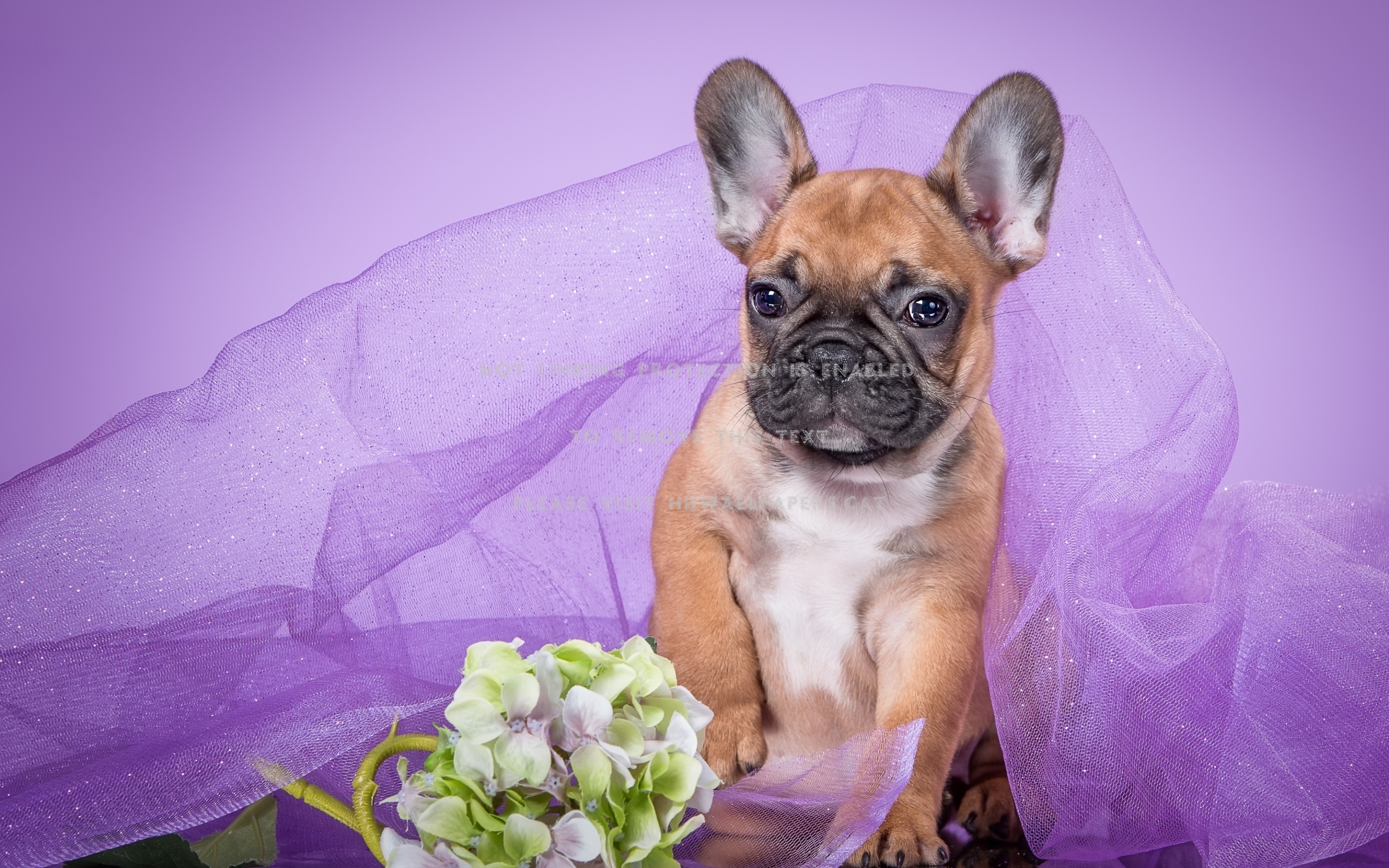 french bulldog flower animal purple puppy