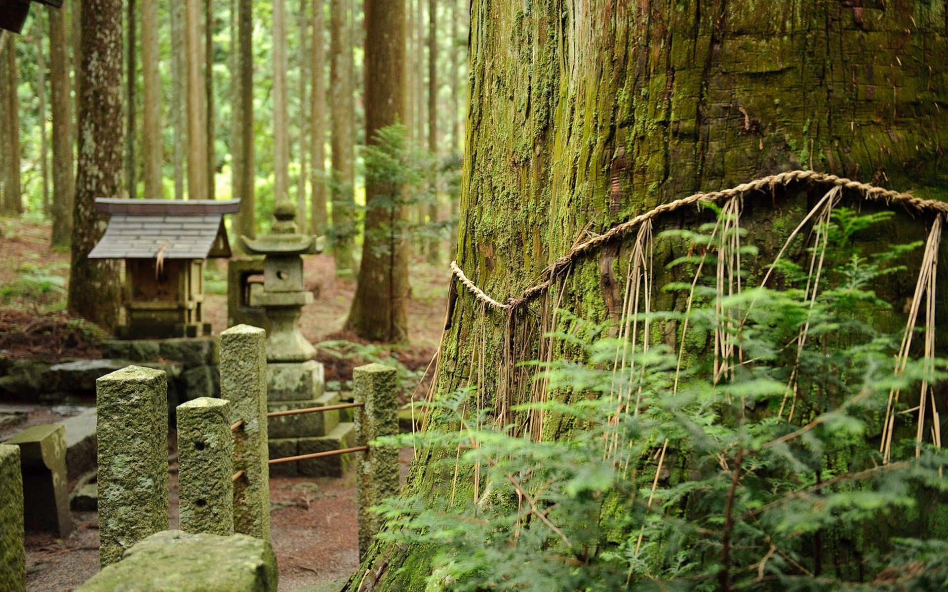 Japanese Forest Wallpapers.