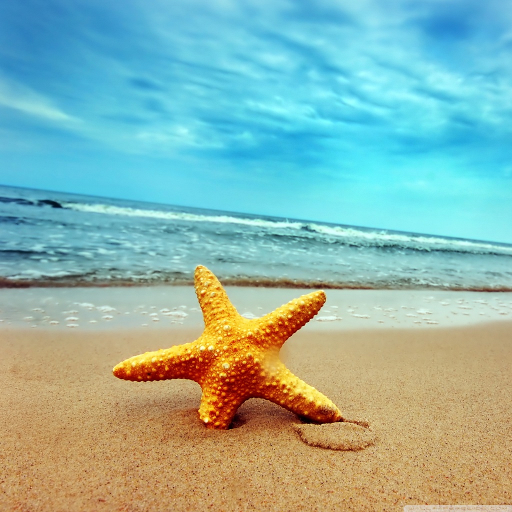 Starfish On The Beach Ultra HD Desktop Background Wallpaper for 4K UHD TV, Multi Display, Dual Monitor, Tablet