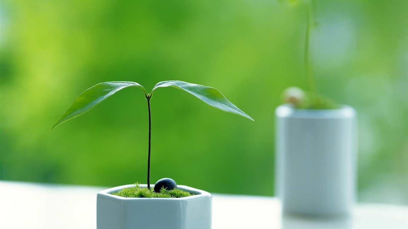 Small Plant Quality Photography Wallpaper