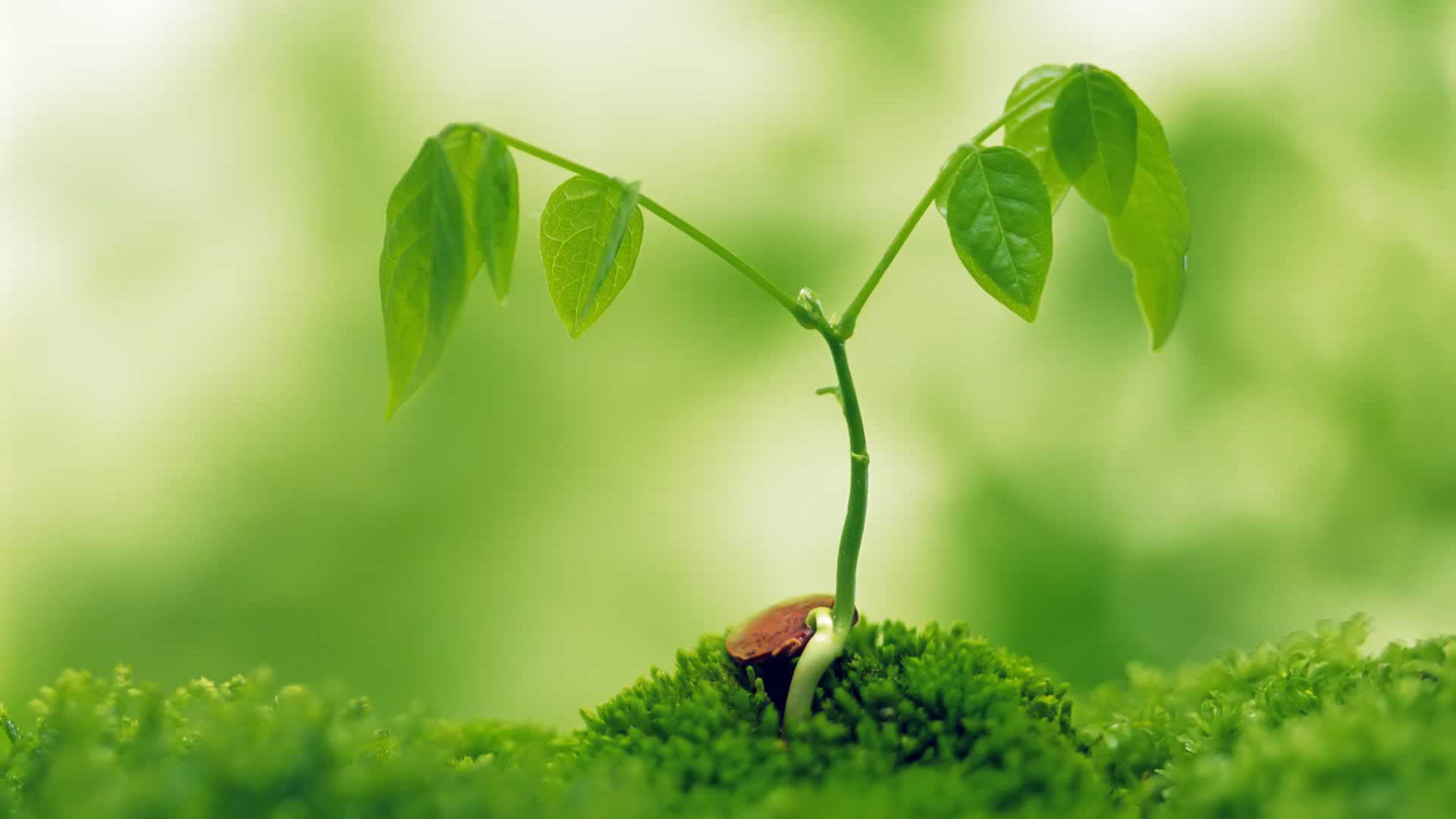 Free photo: Small plant, Green, Plant