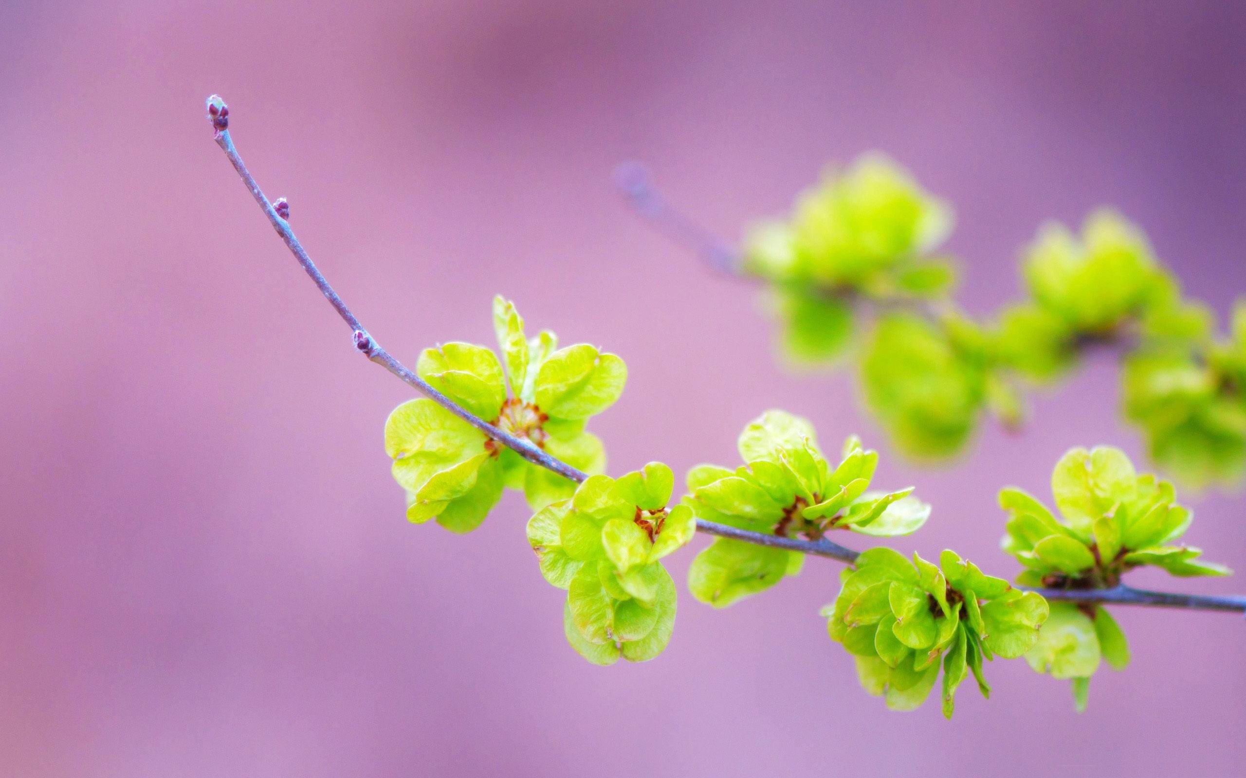 Small Green Flowers Plant Photography Widescreen Wallpaper