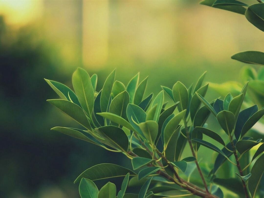 Fresh Aesthetic Green Small Leaves Plant Wallpaper 1200x900 Download