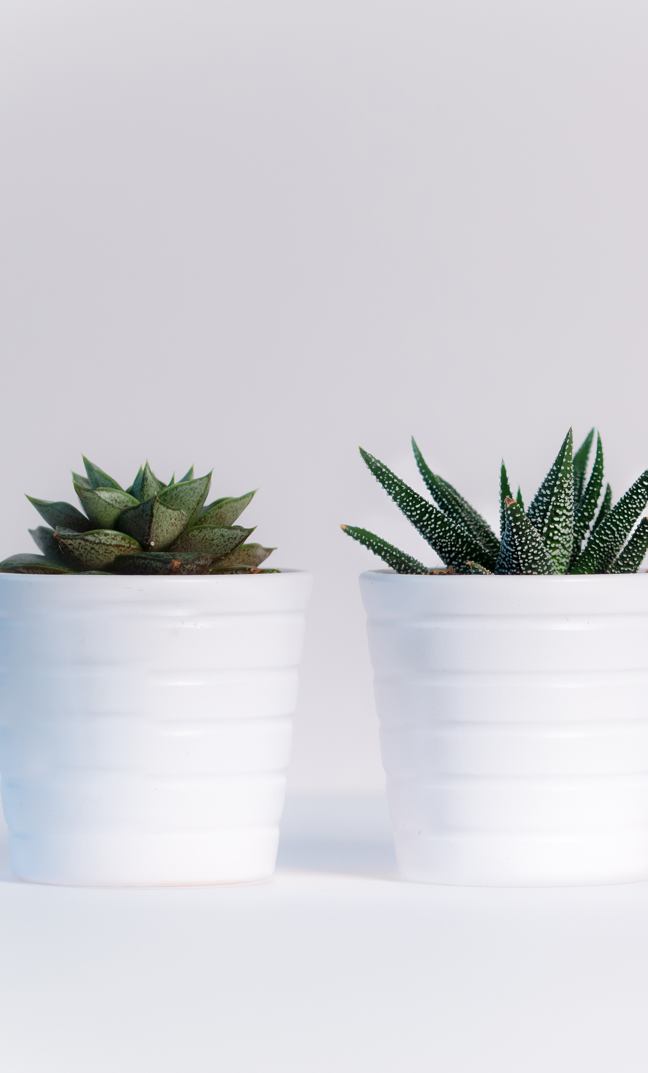 Small Plants In White Pots iPhone HD 4k Wallpaper, Image, Background, Photo and Picture