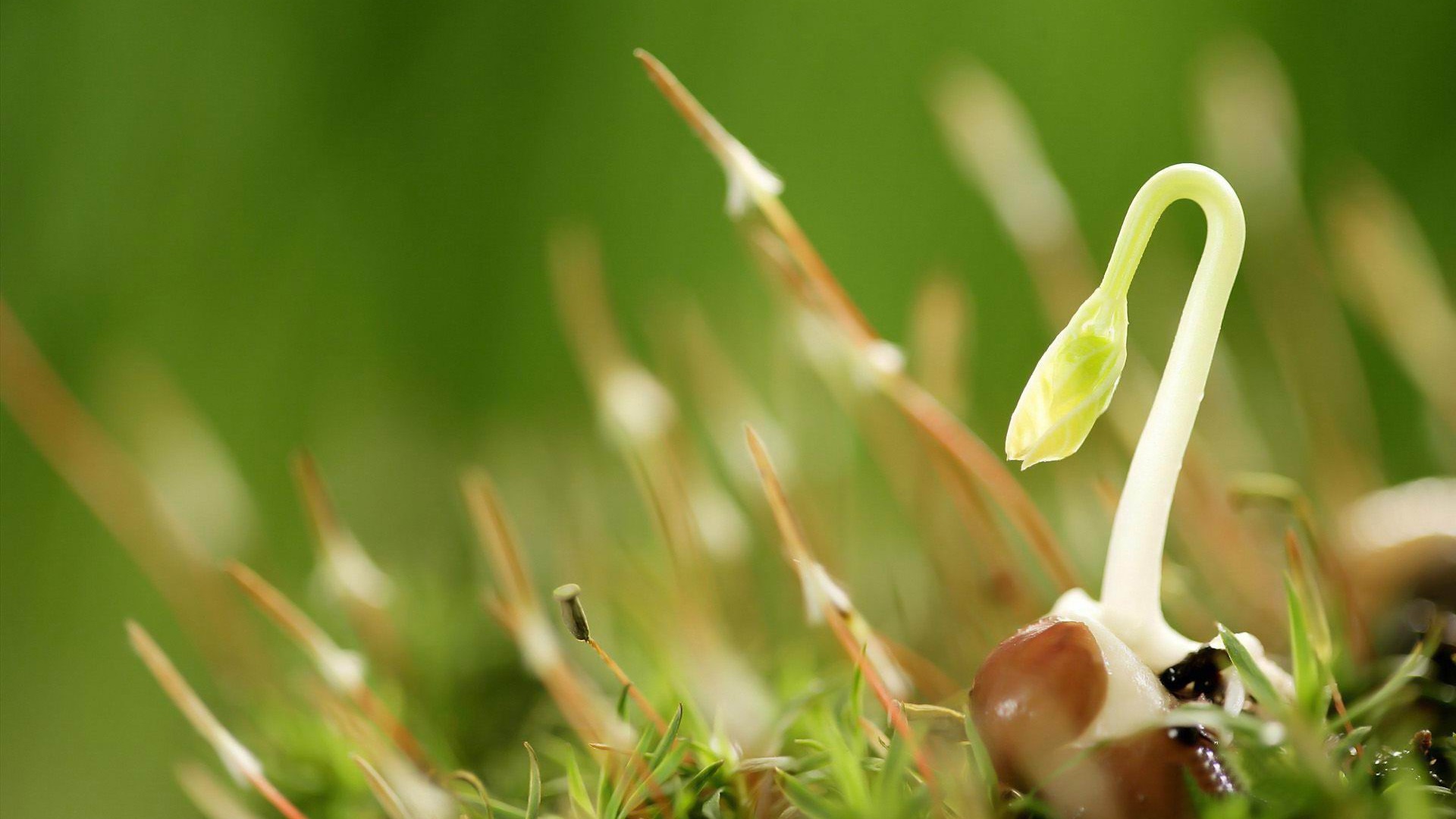 Grass germination of small bean sprouts