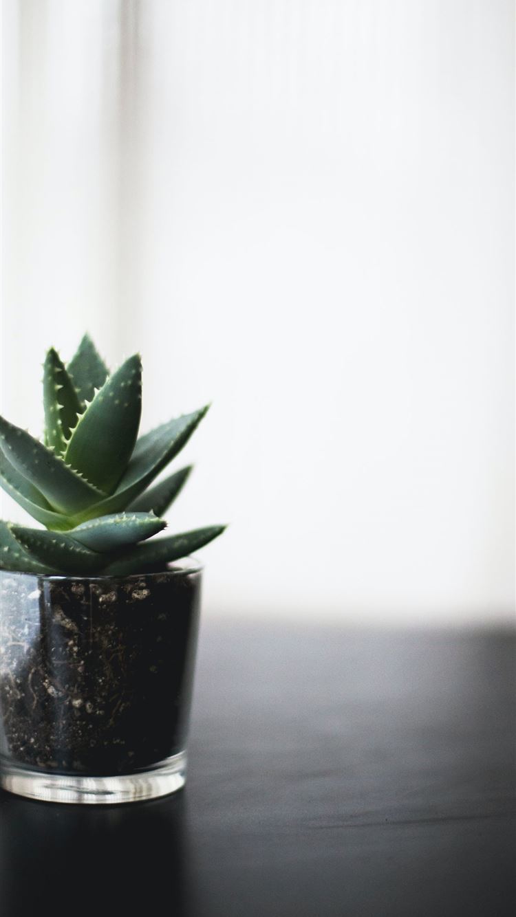 Latest Plant iPhone 8 HD Wallpaper