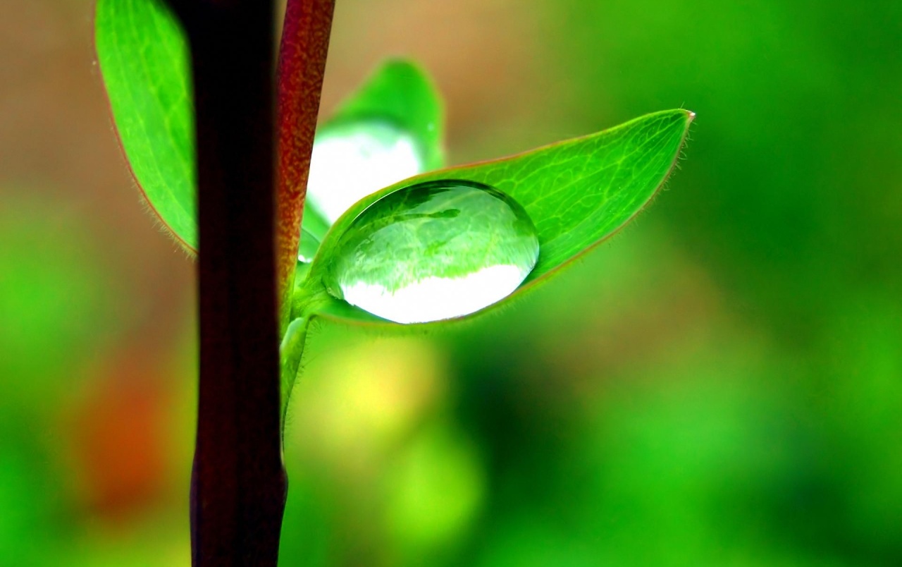 Small Plant Wallpapers Wallpaper Cave