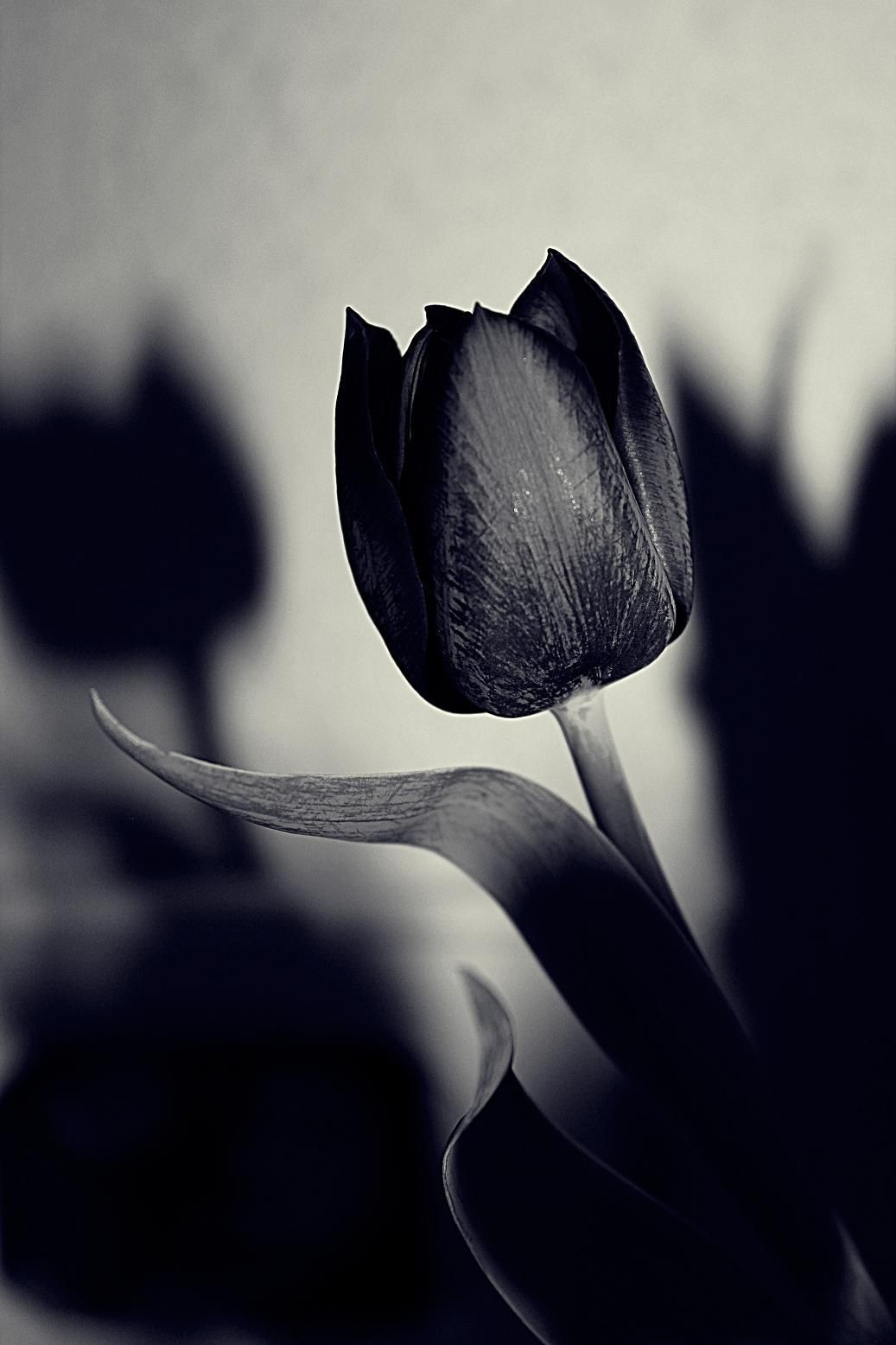 Black Tulip Wallpaper Free Black Tulip Background