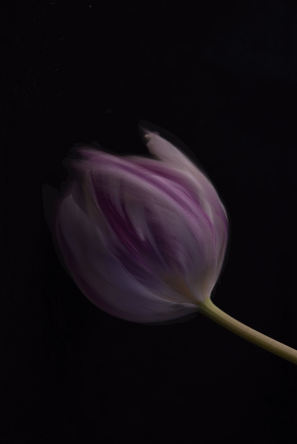 Black Tulip Picture. Download Free Image