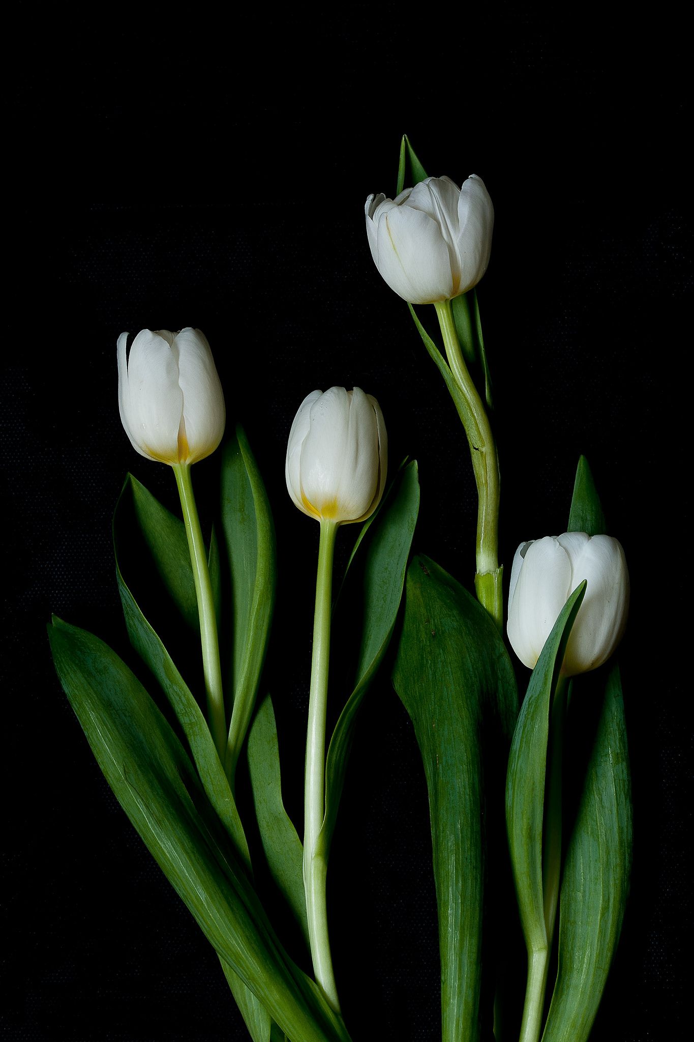 tulip. Flowers black background, Amazing flowers, Tulips