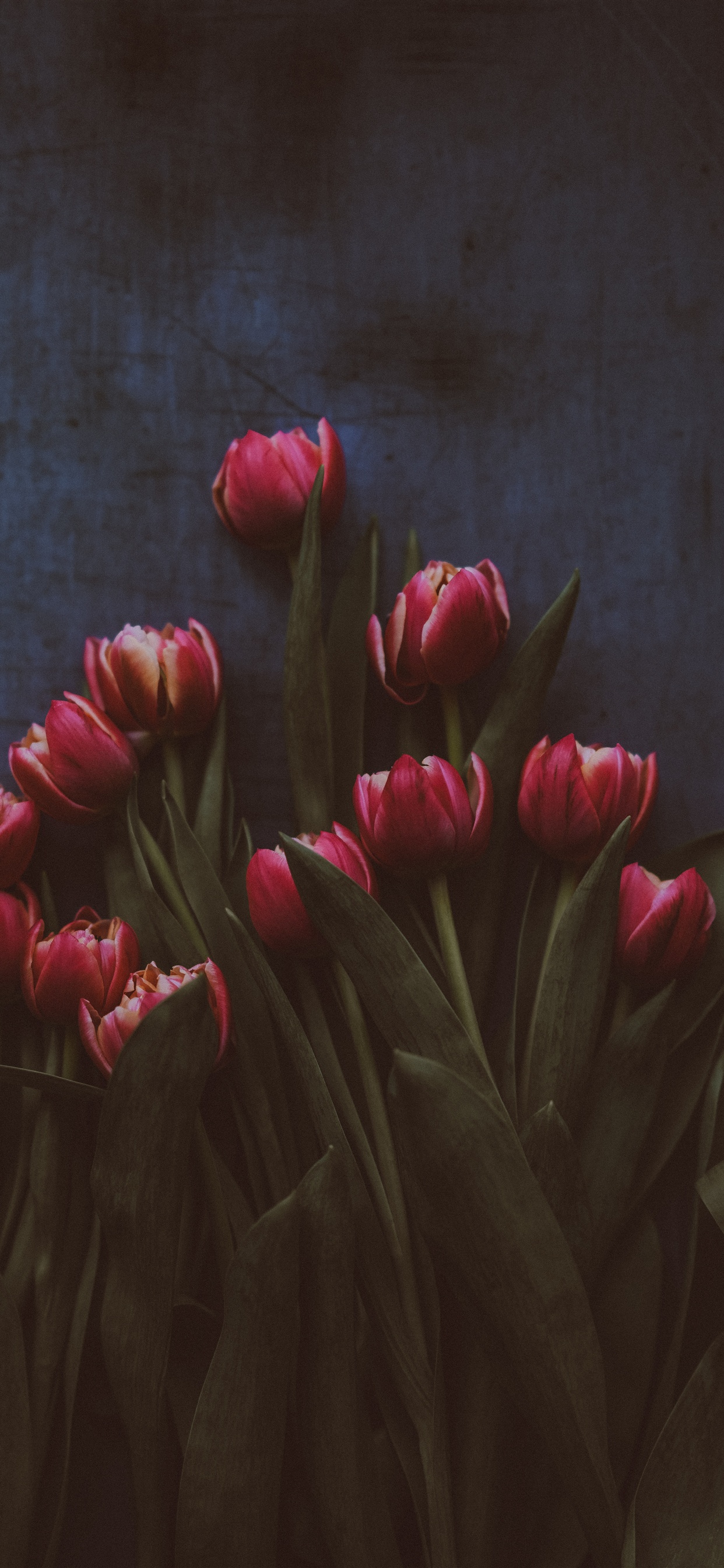 Red tulips, darkness iPhone XS Max, X 3GS wallpaper download