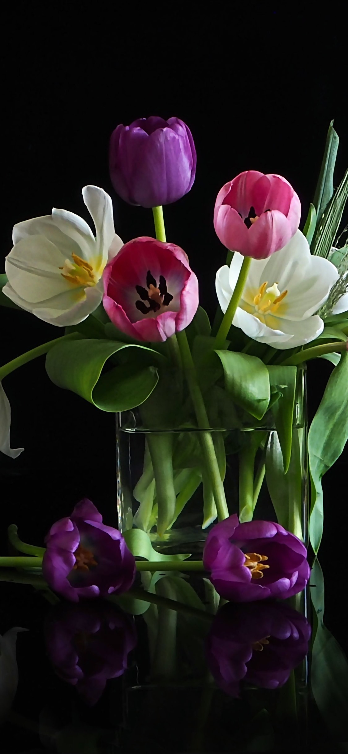 White, Pink Tulip Flowers, Black Background 1242x2688 IPhone 11 Pro XS Max Wallpaper, Background, Picture, Image