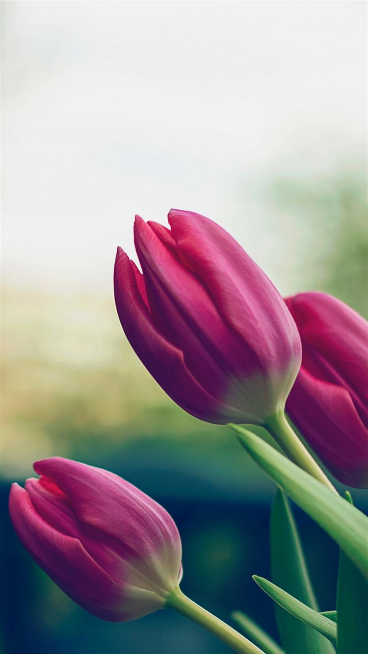 Best Tulip iPhone 8 HD Wallpaper