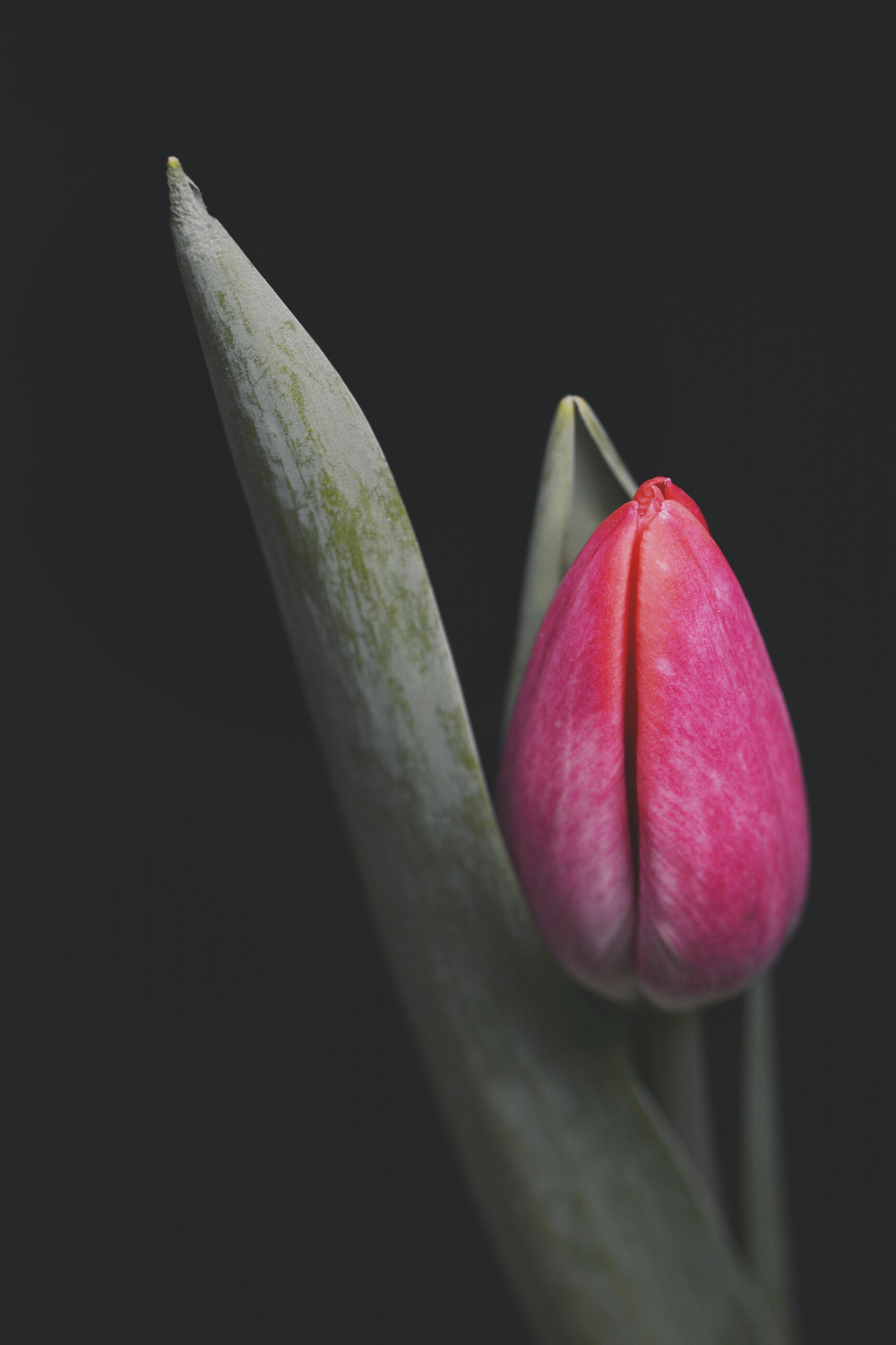 Single Tulip Flower · Free