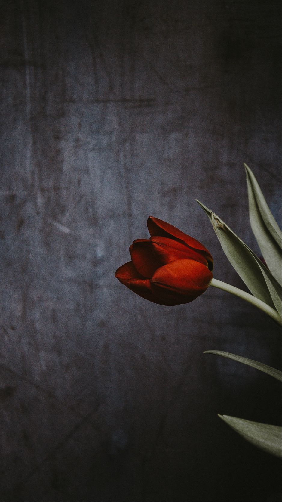 Download Wallpaper 938x1668 Tulip, Flower, Wall Iphone 8 7 6s 6 For Parallax HD Background