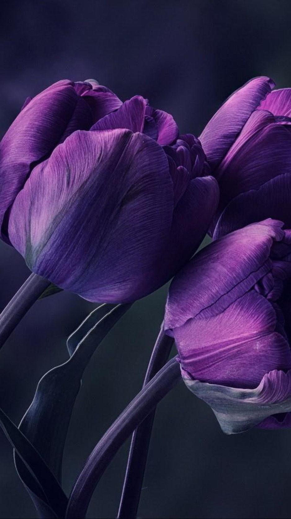 Purple Tulip Flower, Tulips, Particular, Special, Beautyful, Amazing Wallpaper • Wallpaper For You