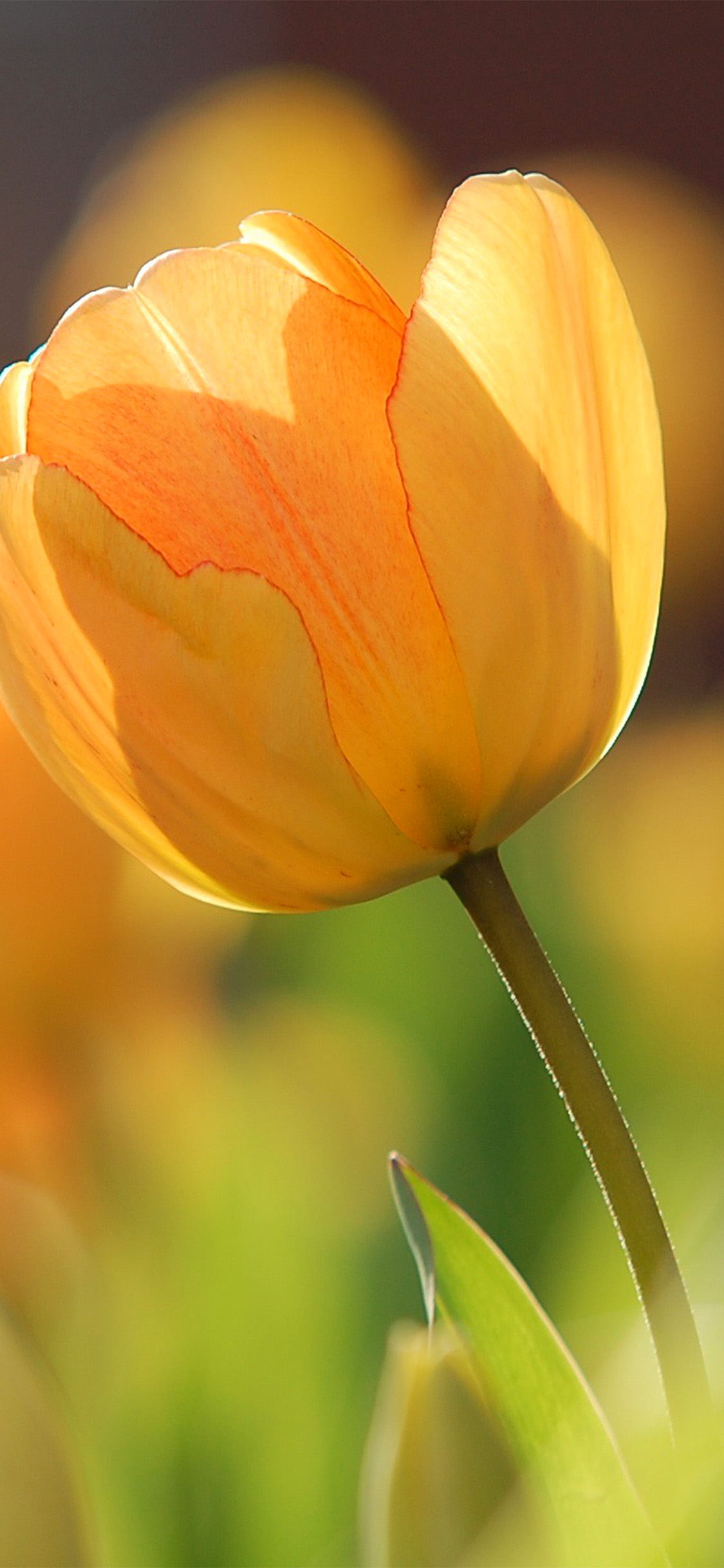 iPhone X wallpaper. flower spring tulip orange nature