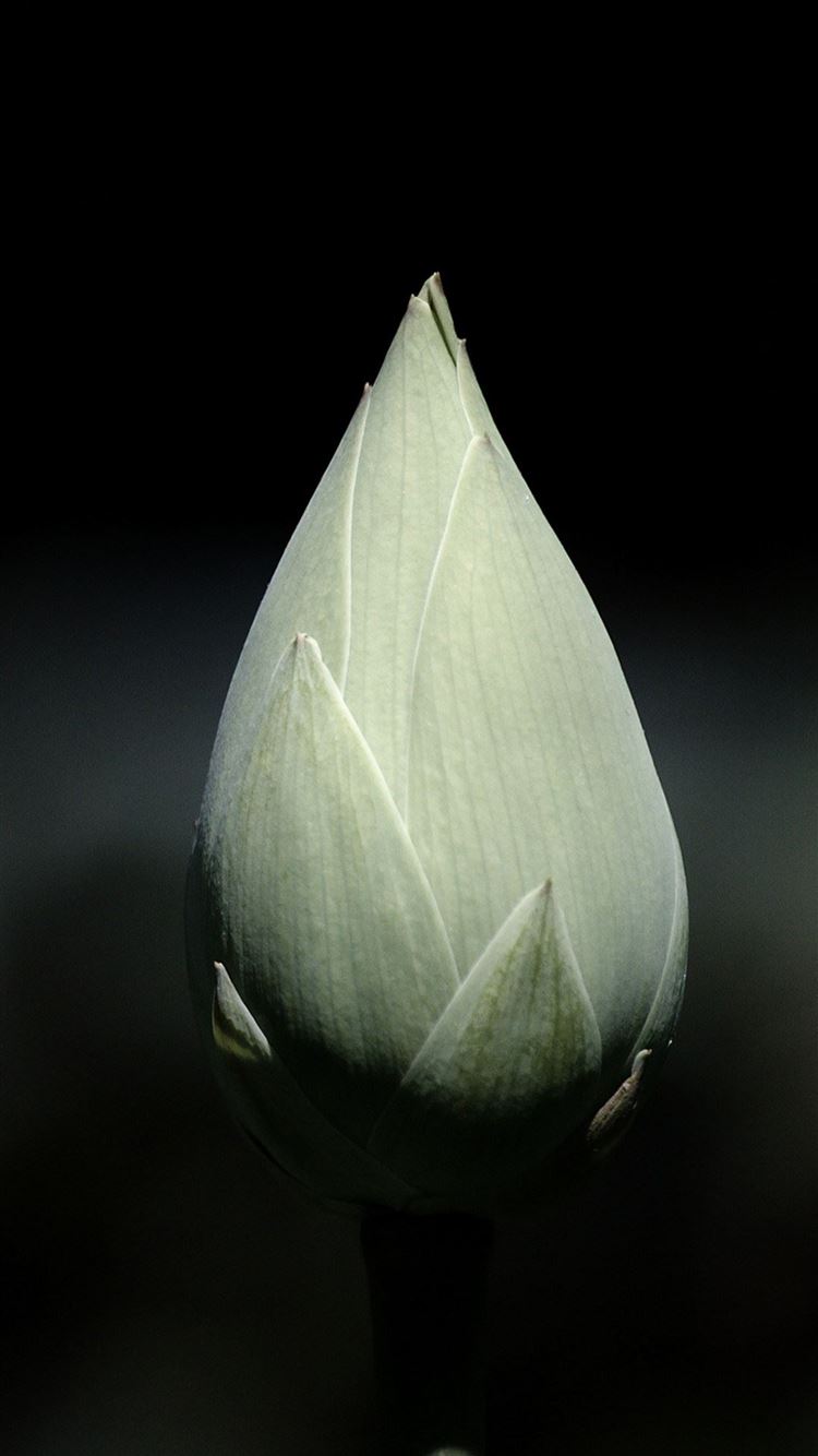 Gray Tulip Bulb Macro Black Background iPhone 8 Wallpaper Free Download