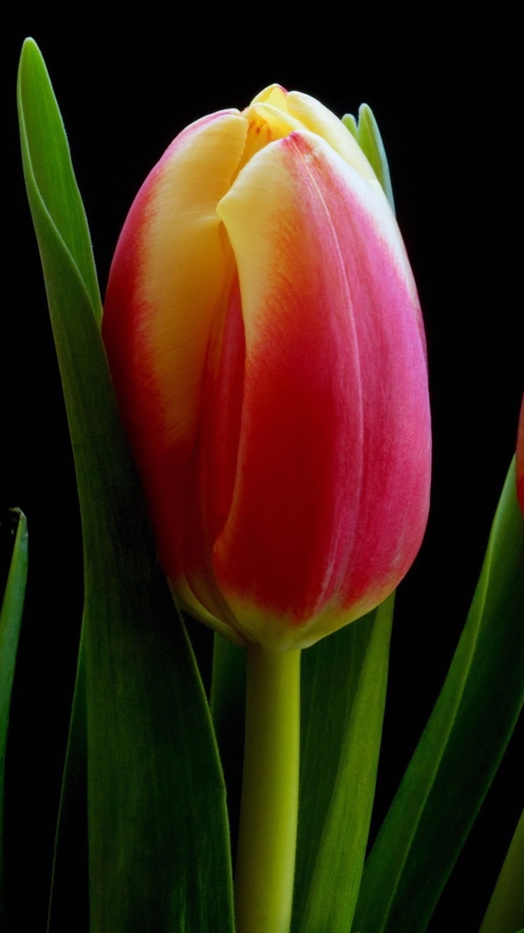 Wallpaper Yellow orange red tulip flowers, black background 2560x1600 HD Picture, Image