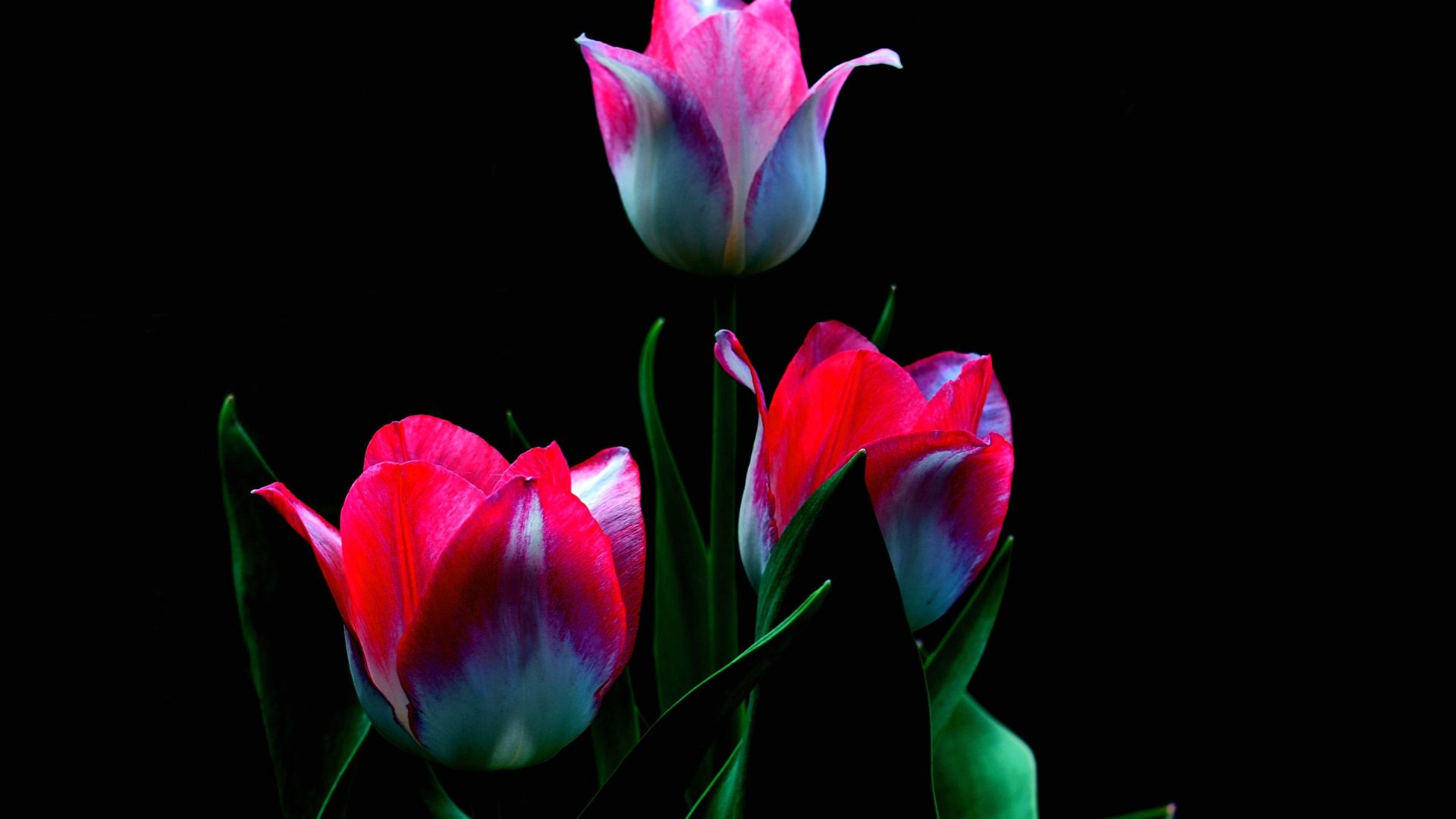 Desktop Wallpaper Tulip Flowers, Dark, HD Image, Picture, Background, Juwhjp