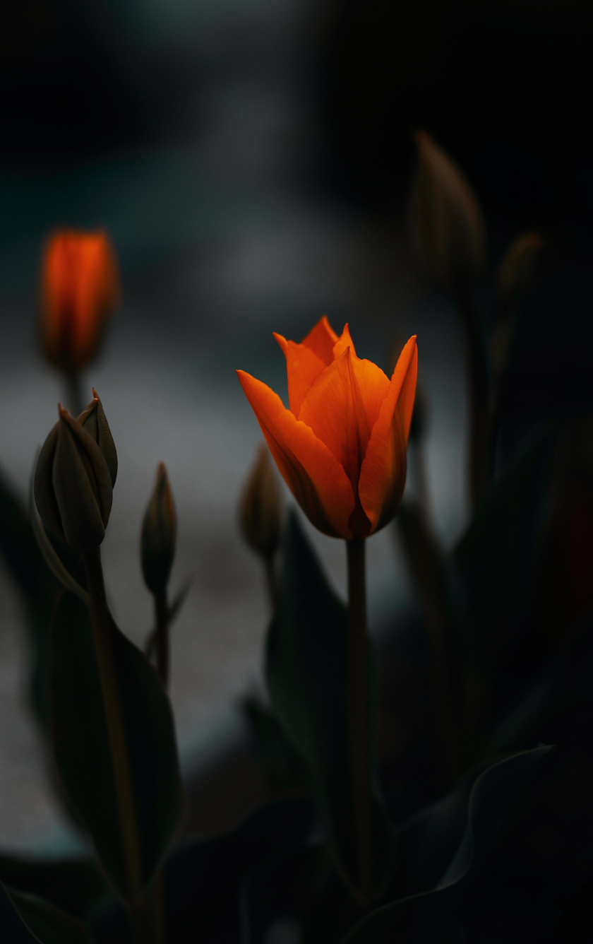 Download tulip, orange flower, portrait 840x1336 wallpaper, iphone iphone 5s, iphone 5c, ipod touch, 840x1336 HD image, background, 27081
