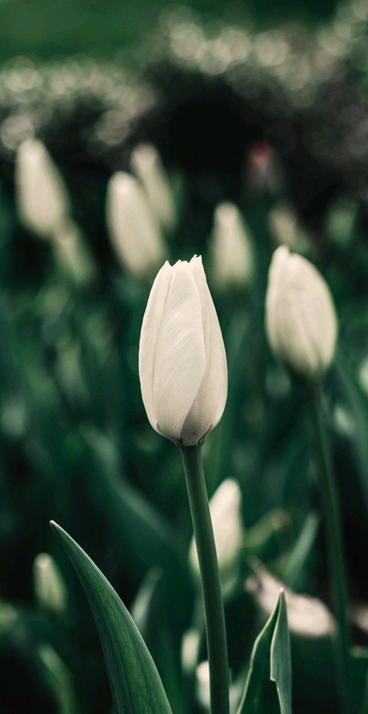 Spring And iPhone  Flower background iphone Spring  Floral White Tulip  HD phone wallpaper  Pxfuel