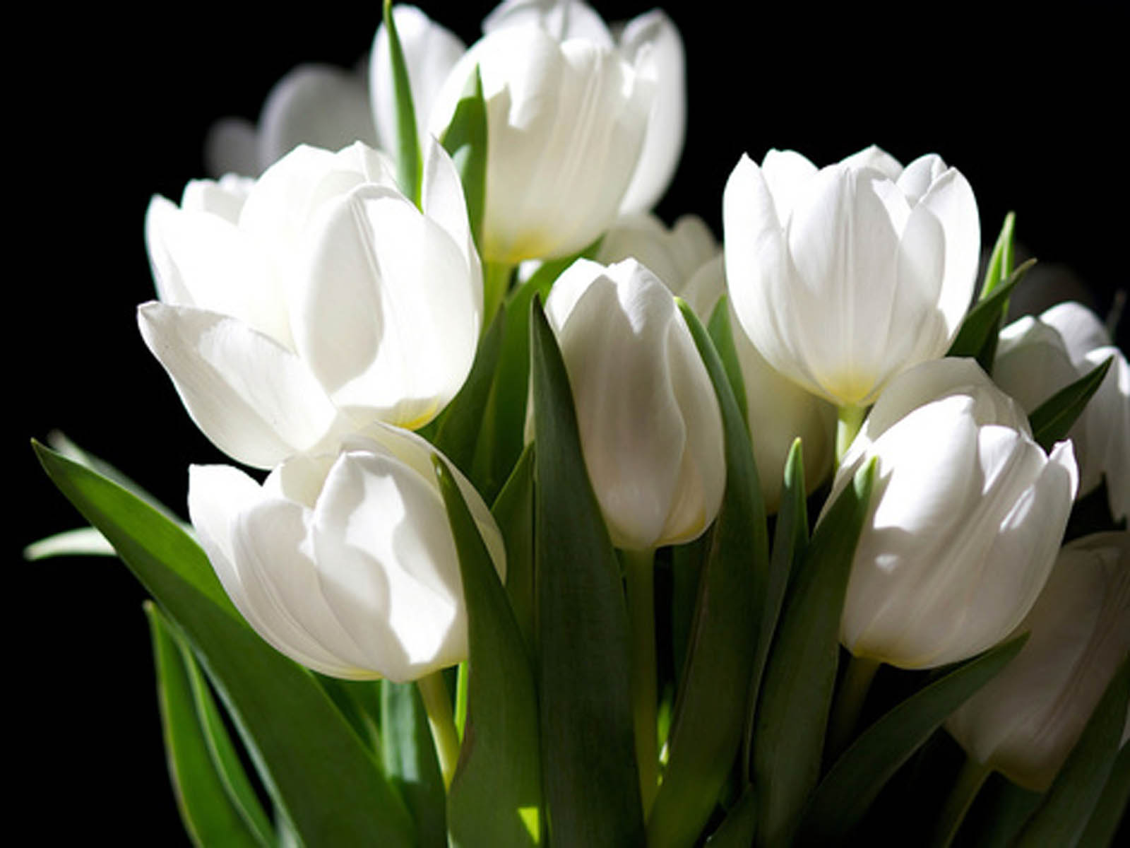 White Tulip Flowers Image HD