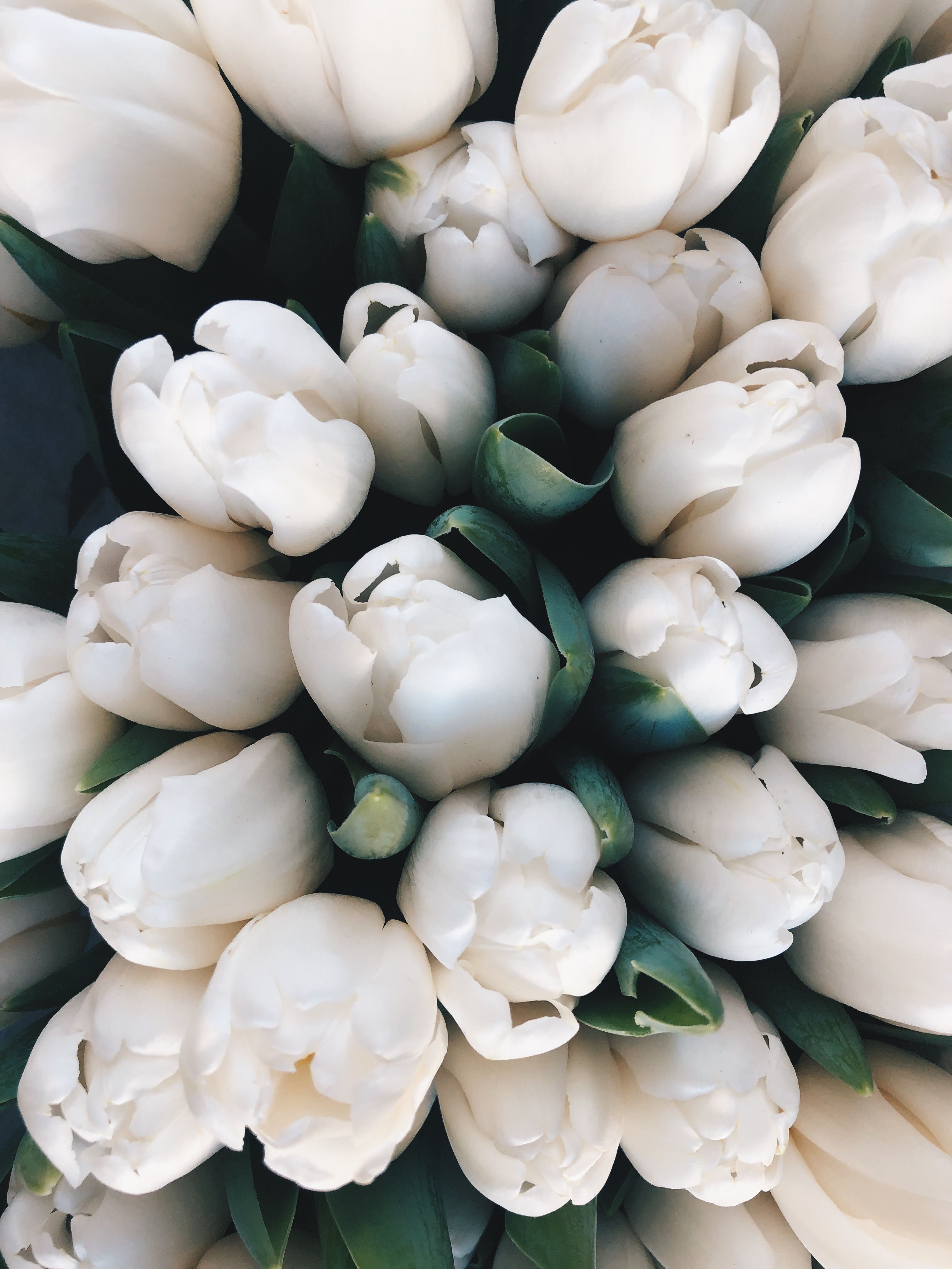 white tulips. Beautiful flowers, Flowers nature, Pretty flowers