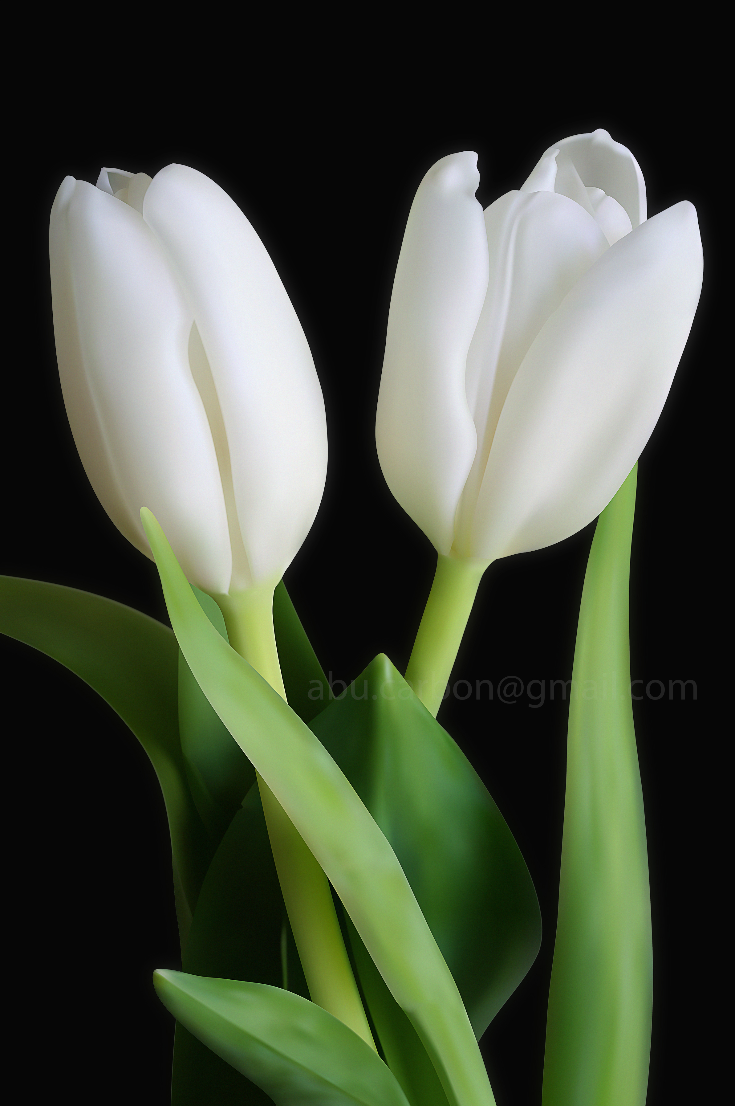 Free photo: White Tulip, Resource, Macro