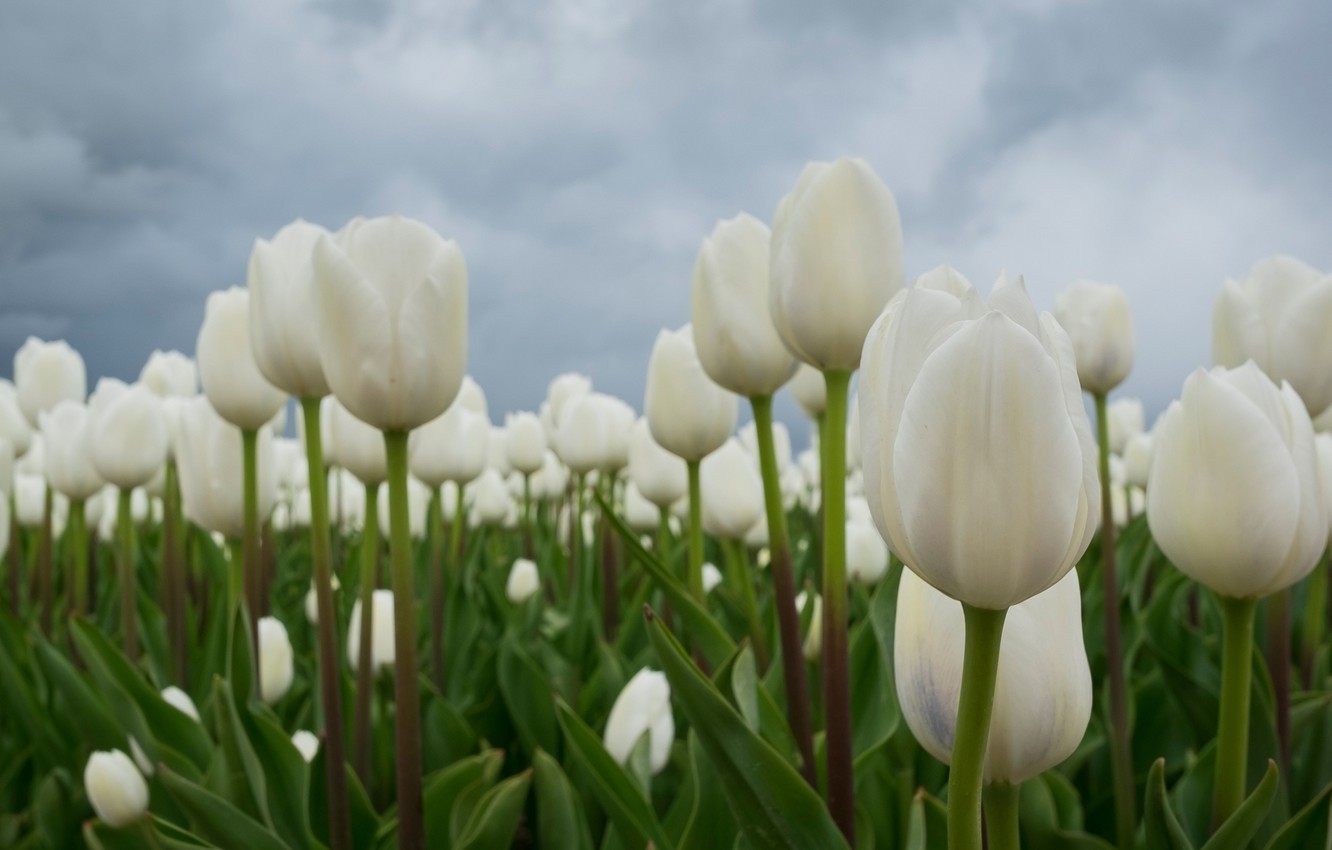 Wallpaper field, tulips, buds, white tulips image for desktop, section цветы