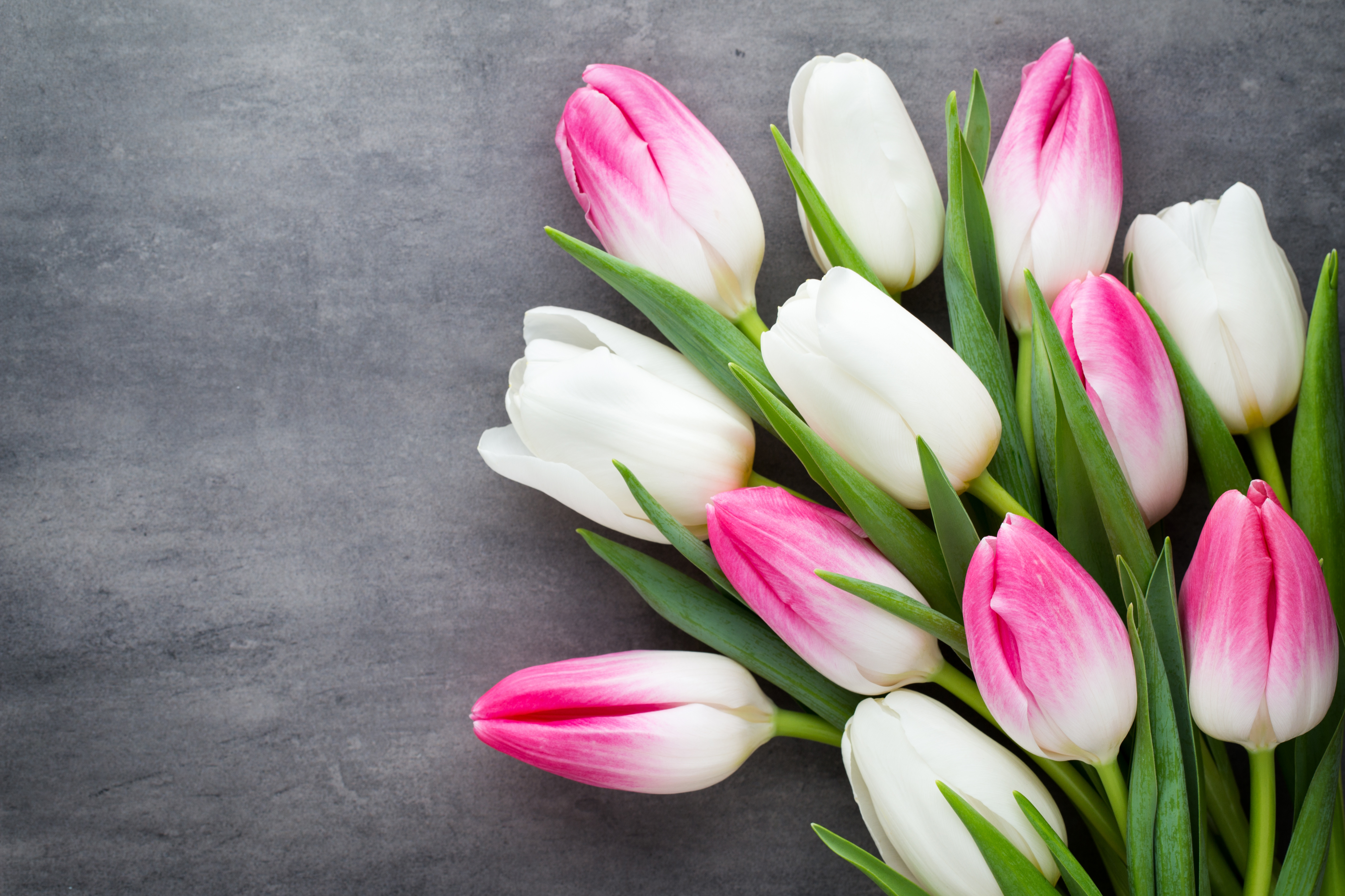 Pink and White Tulips 4k Ultra HD Wallpaper