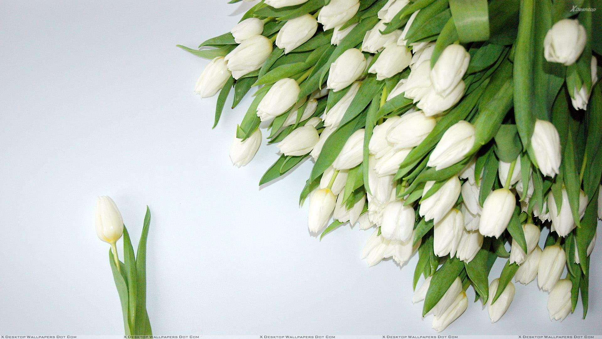 A Bunch Of White Tulips Wallpaper