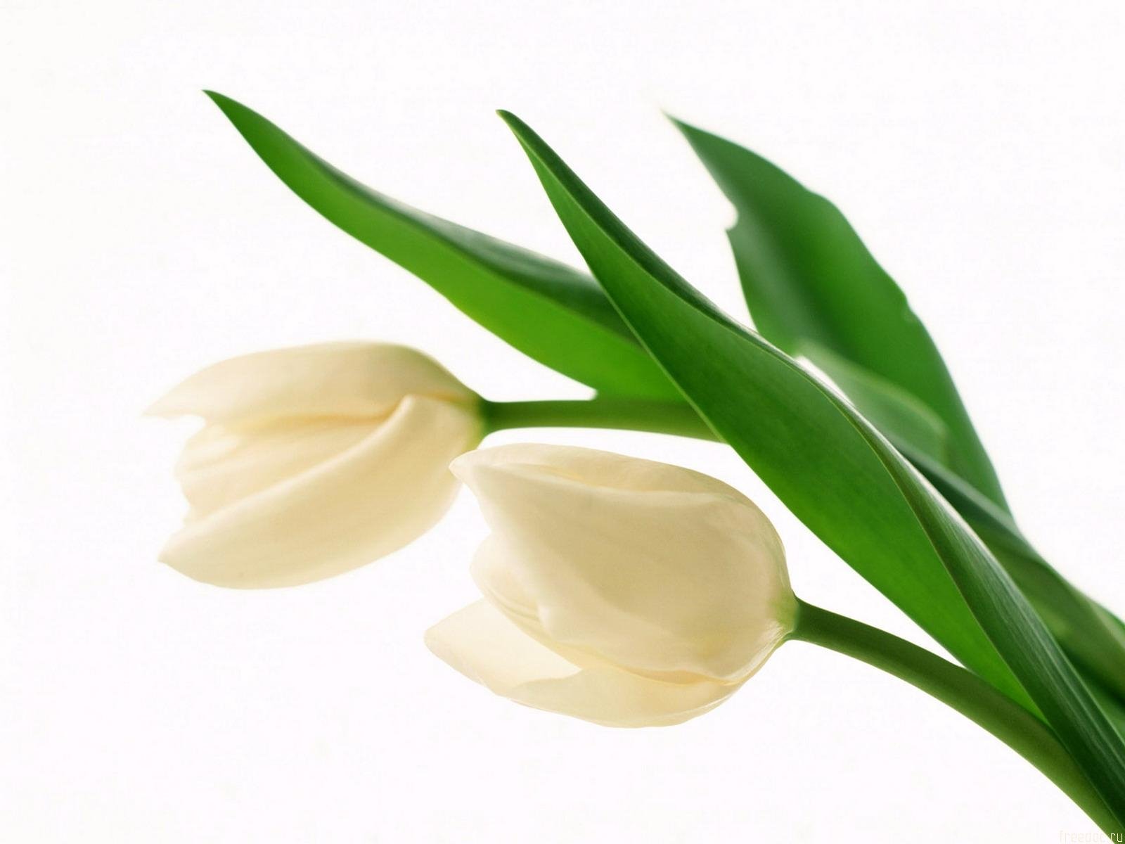 White Tulips Wallpaper and Background Imagex1200