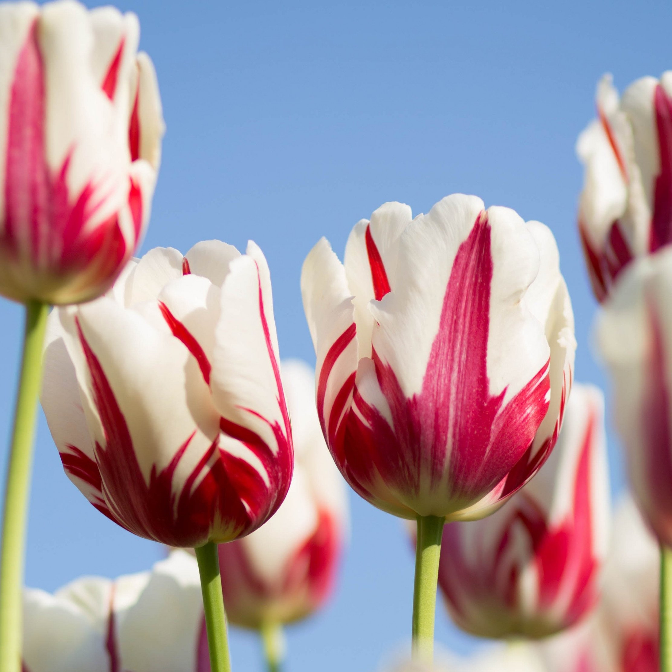 Download wallpaper: Red white tulips 2224x2224