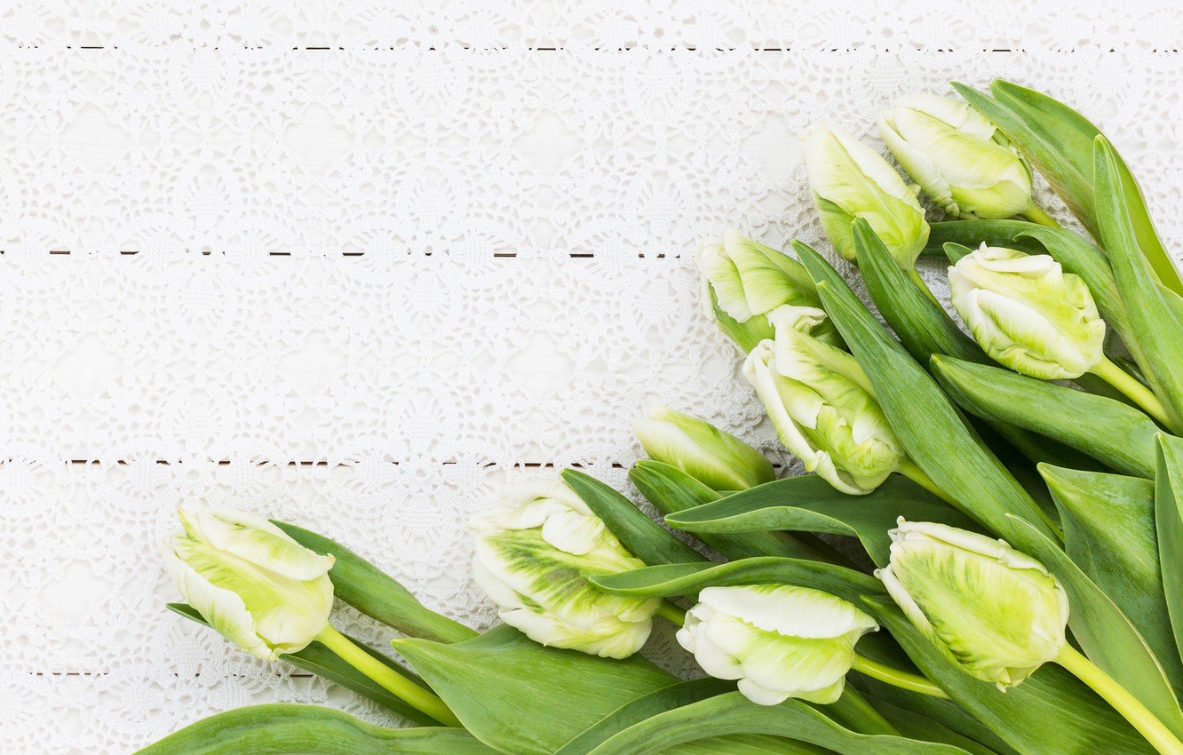 Wallpaper flowers, bouquet, tulips, white, white, flowers, tulips image for desktop, section цветы