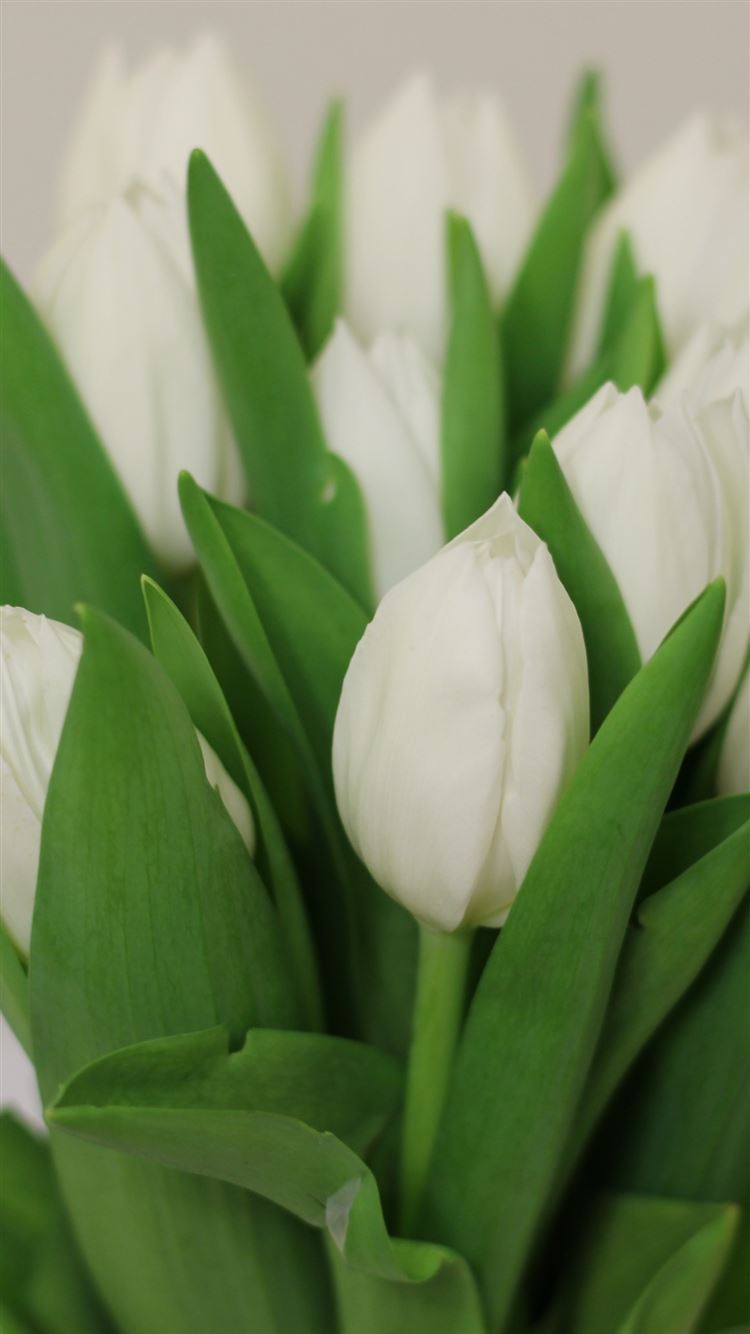 Tulips Flowers Bouquet White iPhone 8 Wallpaper Free Download