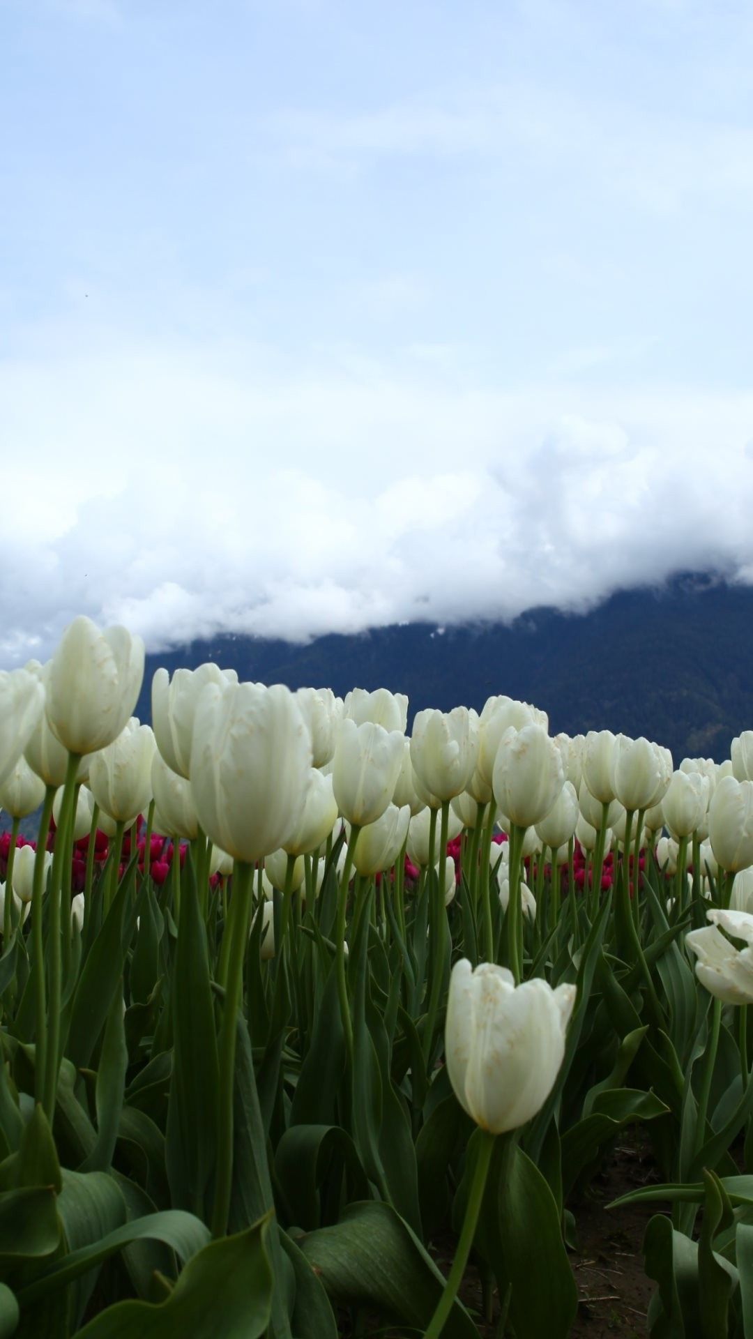 White tulips Mobile Wallpaper. White tulips, Tulips, Tulips flowers