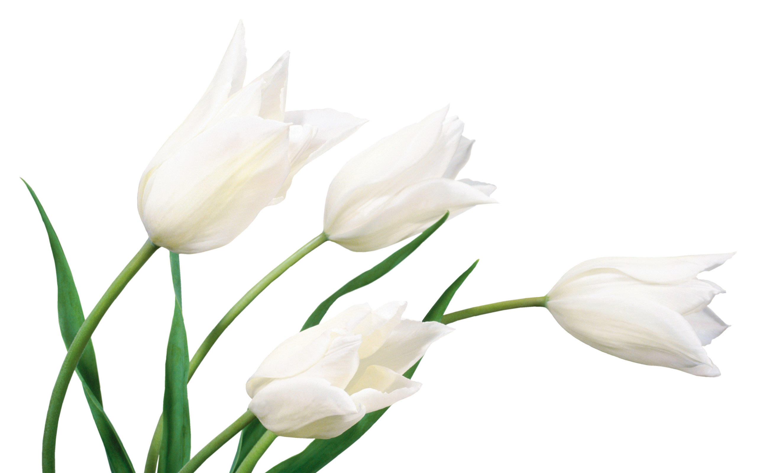 White Tulips wallpaper. White Tulips